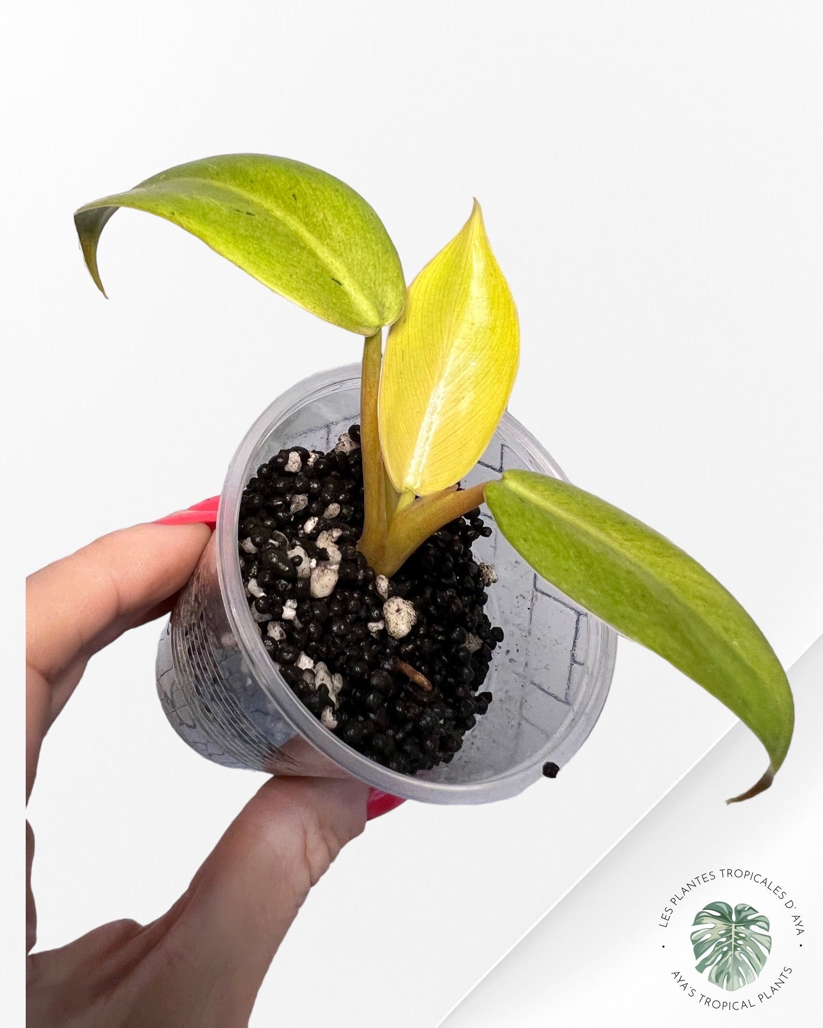 Philodendron Whipple Way