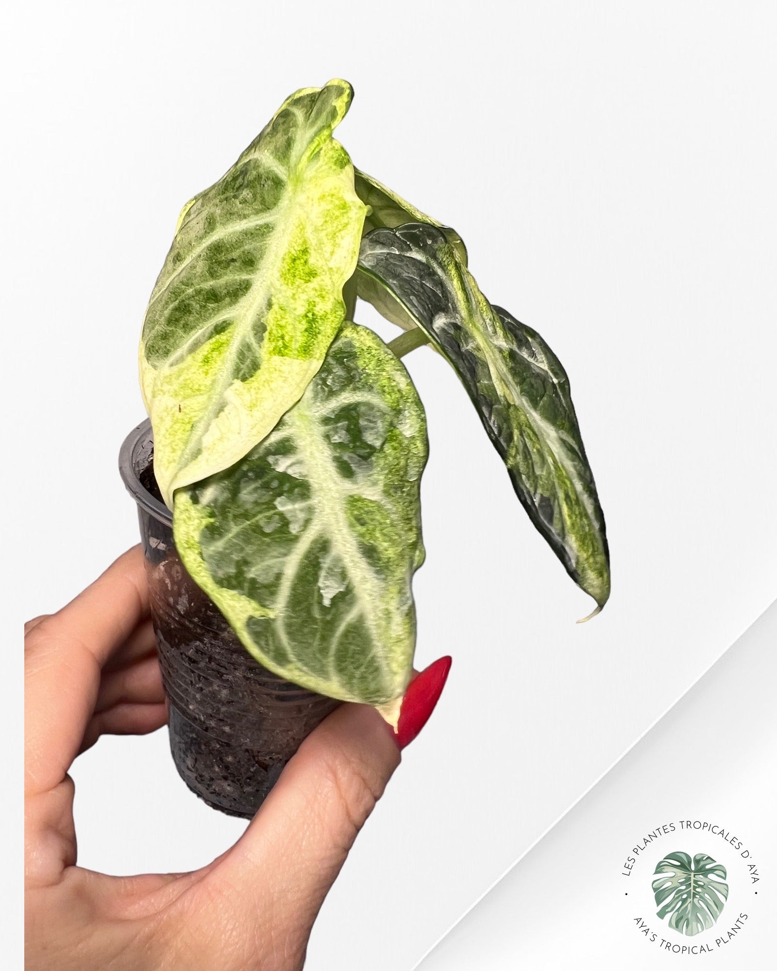 Alocasia Black Velvet Ninja JA01