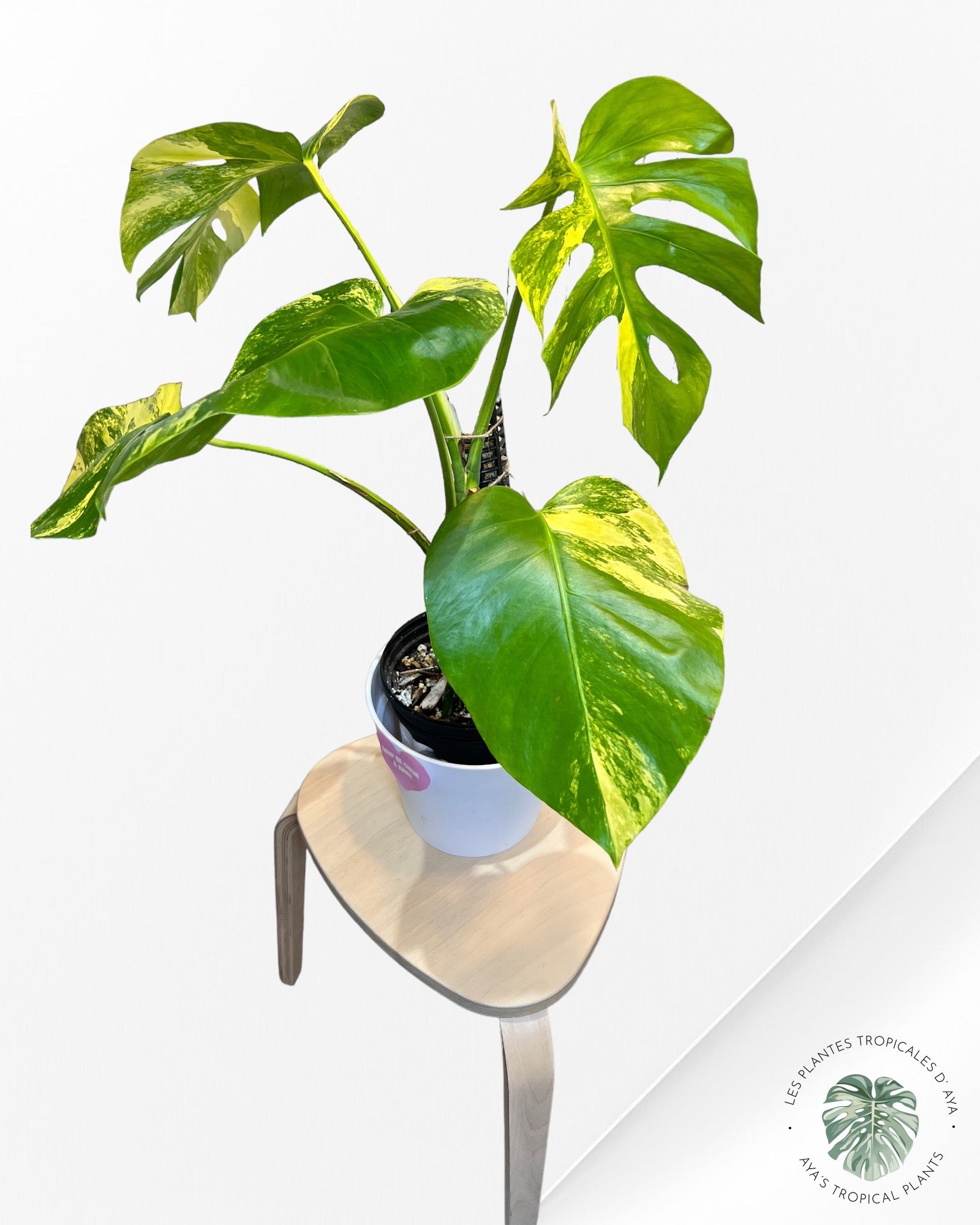 Monstera Aurea- JA086