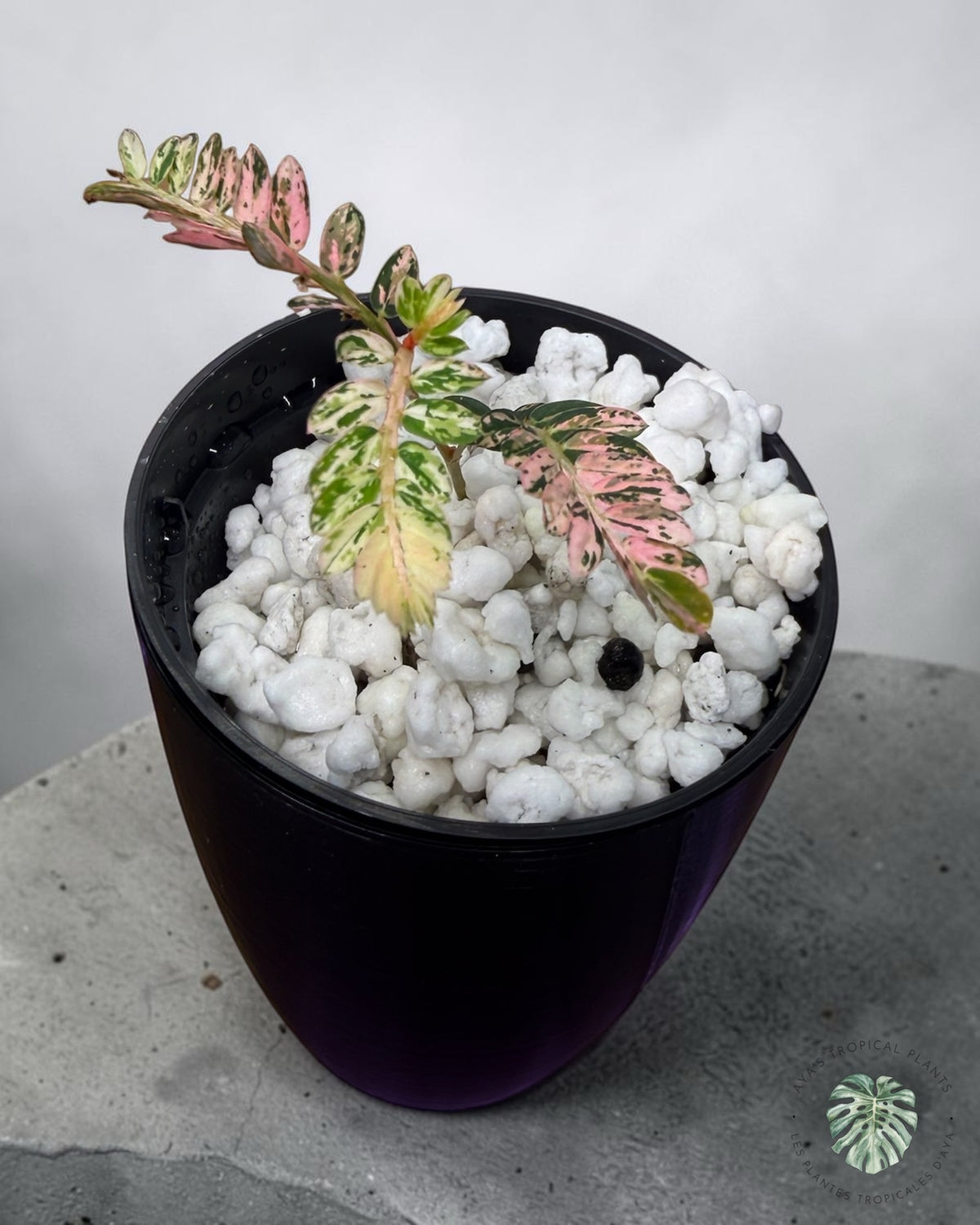 Phyllanthus urinaria 'Pink Variegated