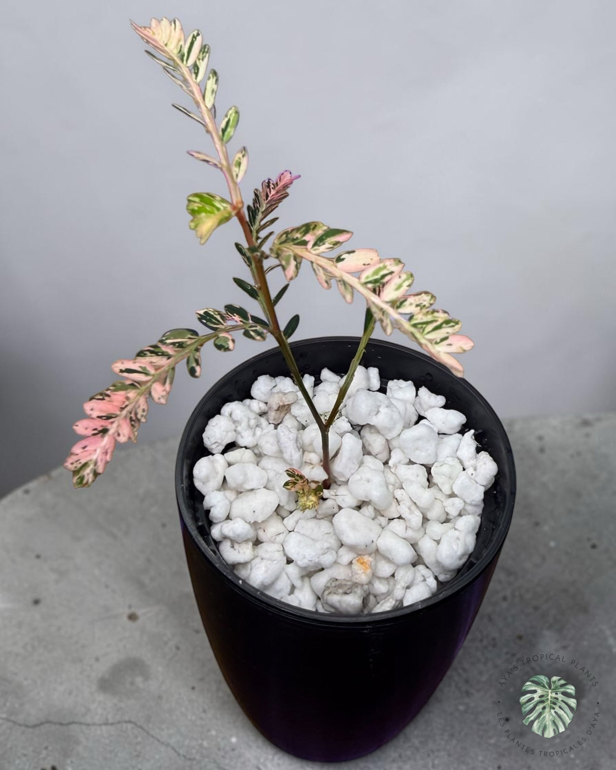 Phyllanthus urinaria 'Pink Variegated (Copie)