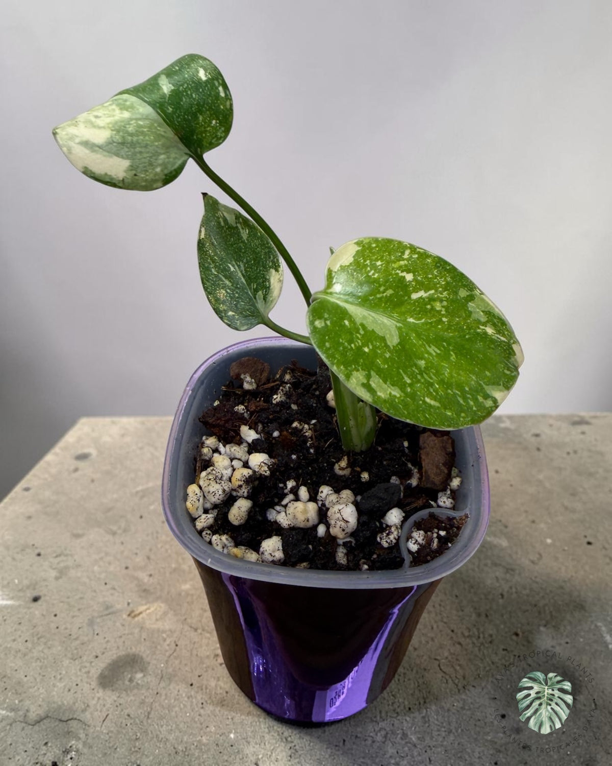 Monstera Thai Constellation Crème Brûlée