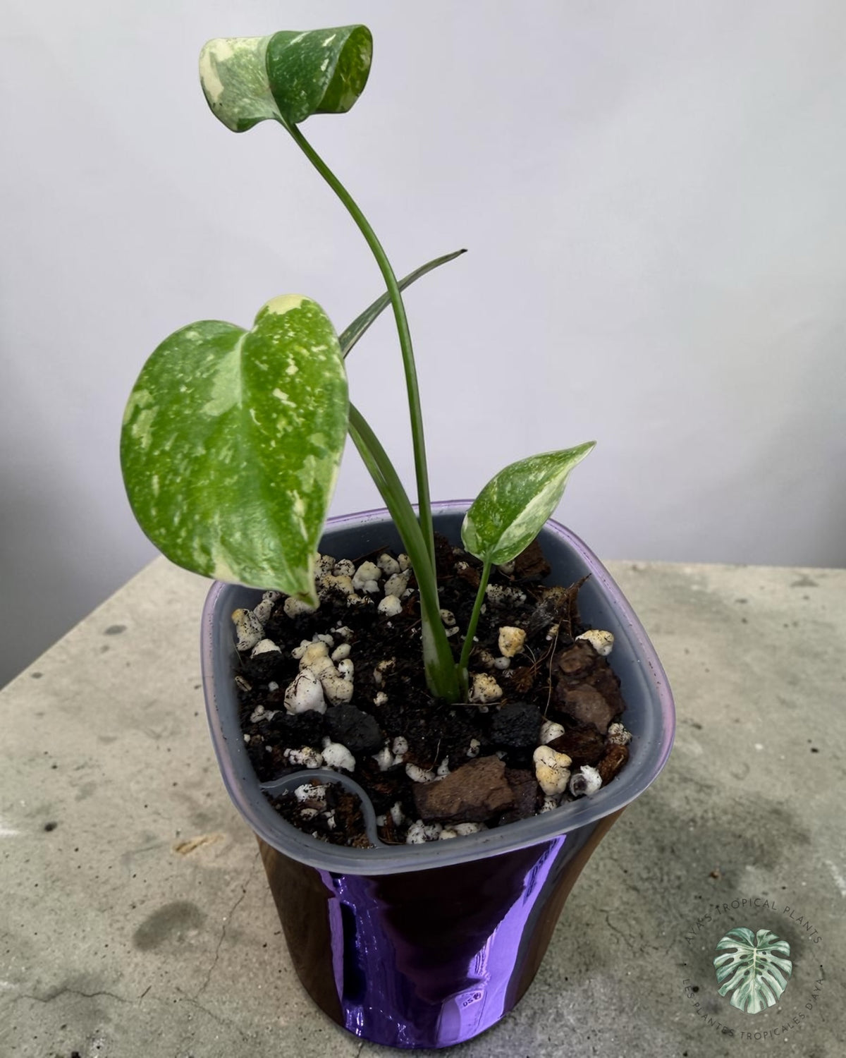 Monstera Thai Constellation Crème Brûlée