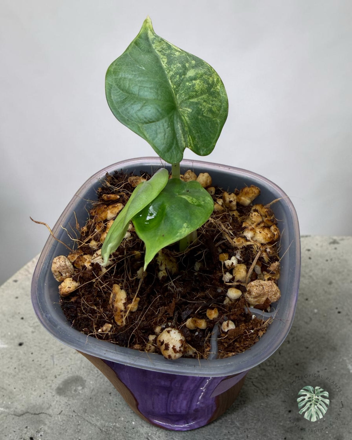 Alocasia Silver Dragon Aurea panaché (Copie)