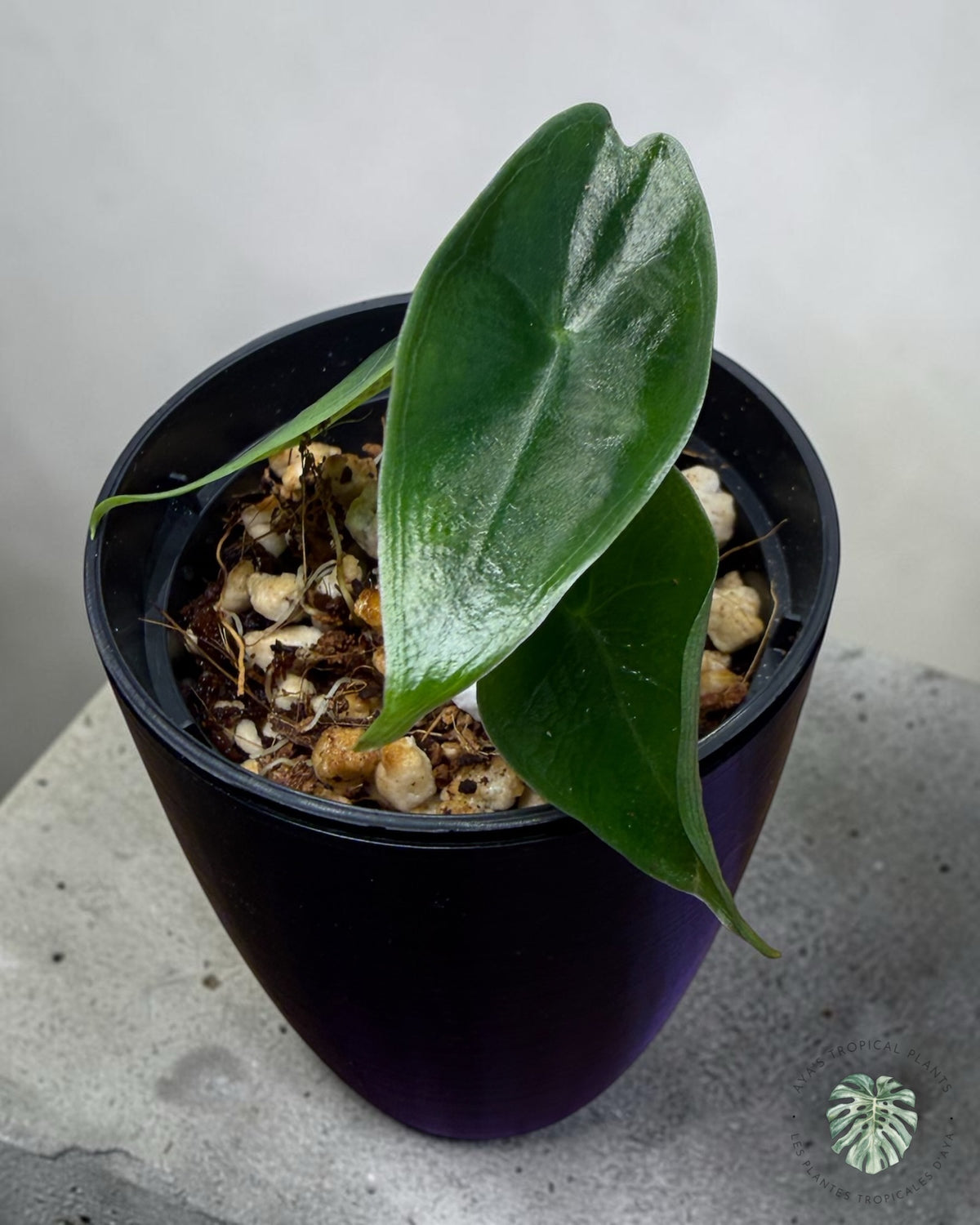 Alocasia Longiloba Pourpre