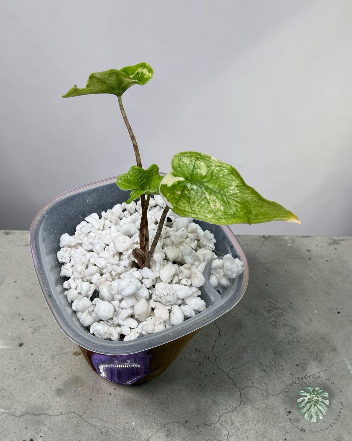 Alocasia Jacklyn Variegated (Grade A)