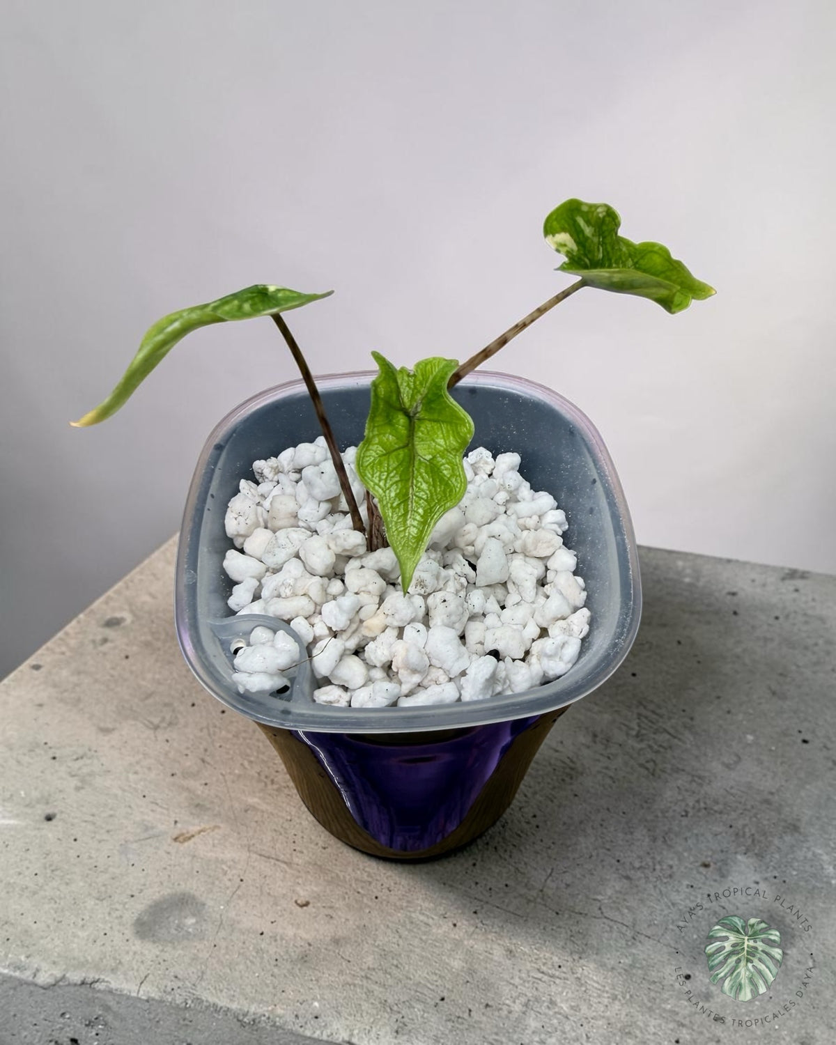 Alocasia Jacklyn Variegated (Grade A)