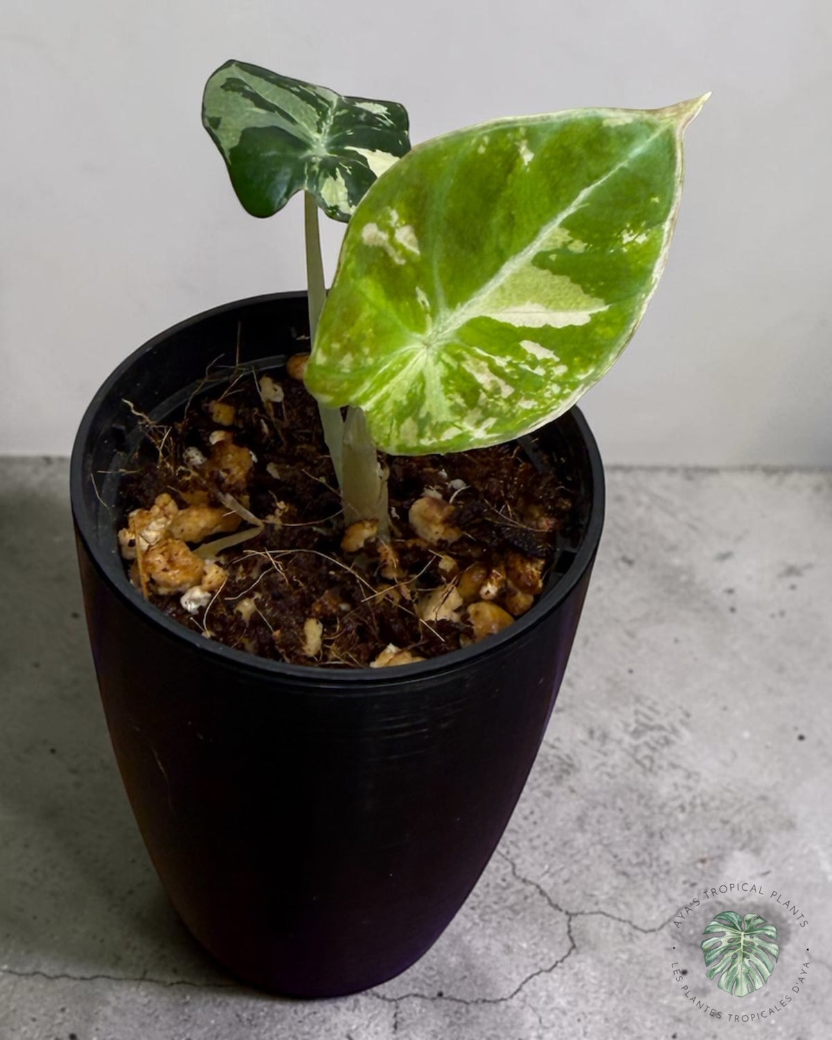 Alocasia Black Velvet Albo Pink Variegated