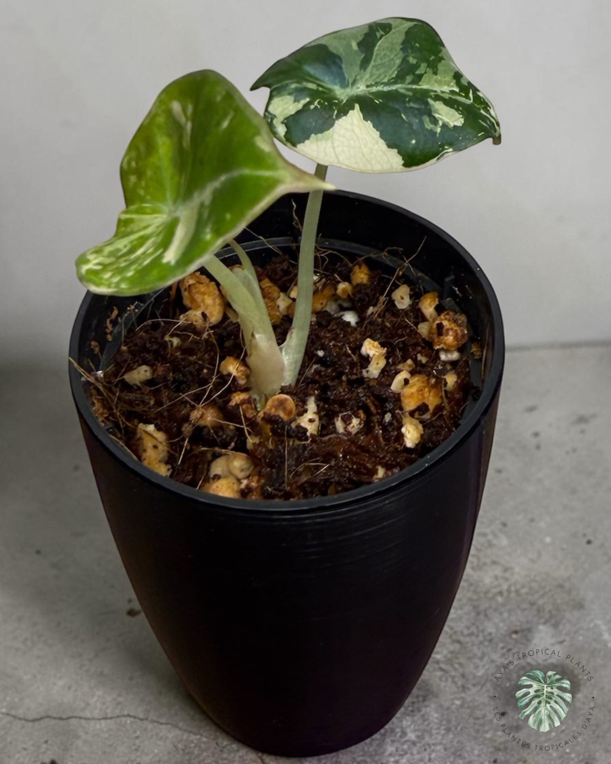 Alocasia Black Velvet Albo Pink Variegated