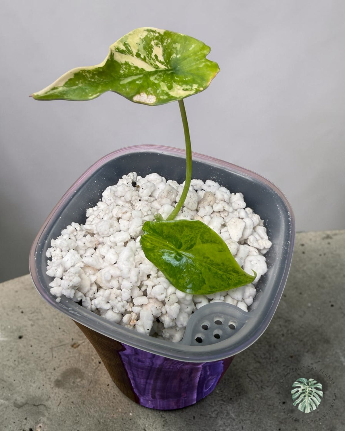 Alocasia  Simpo Aurea Variegated