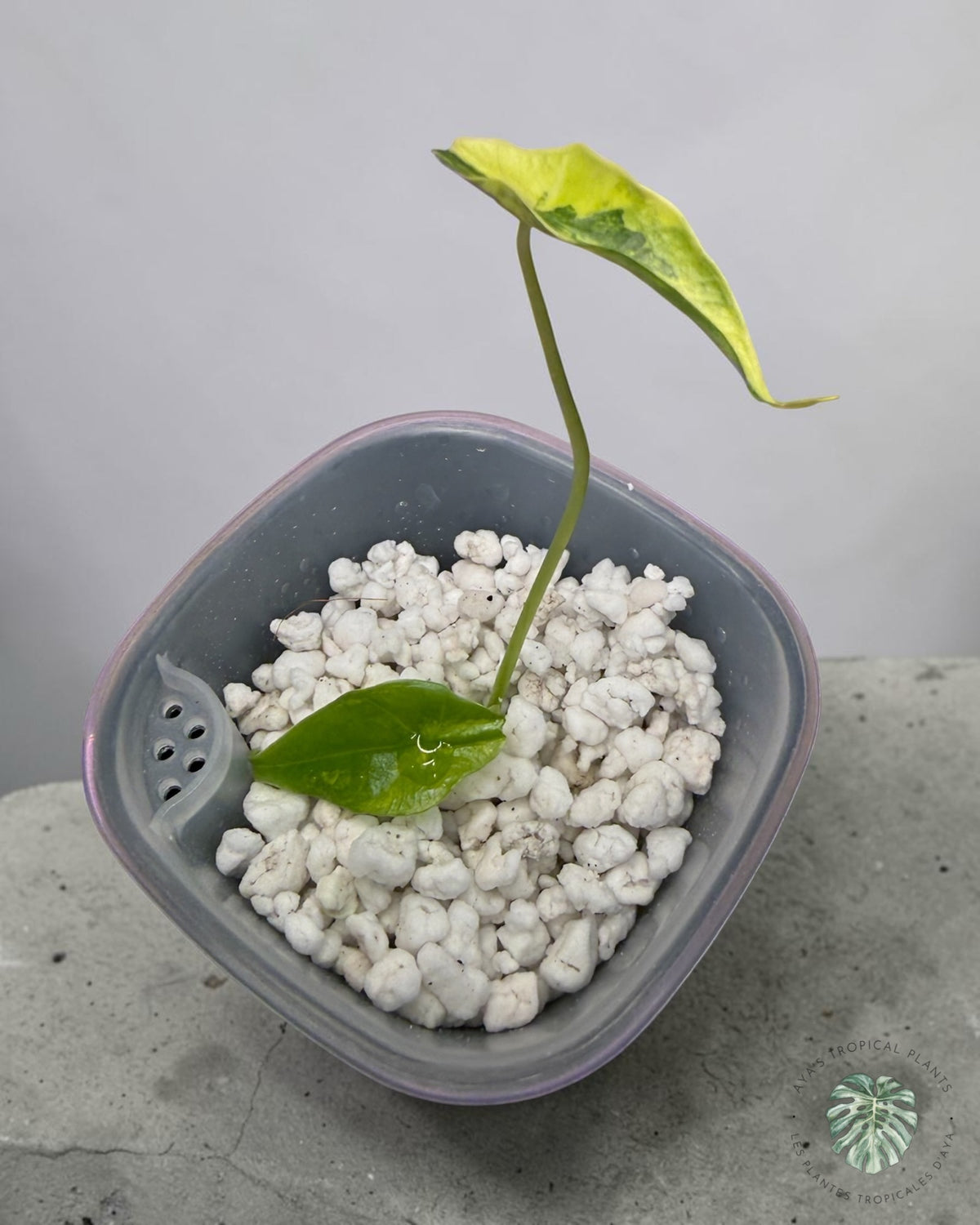 Alocasia Simpo Aurea Variégata