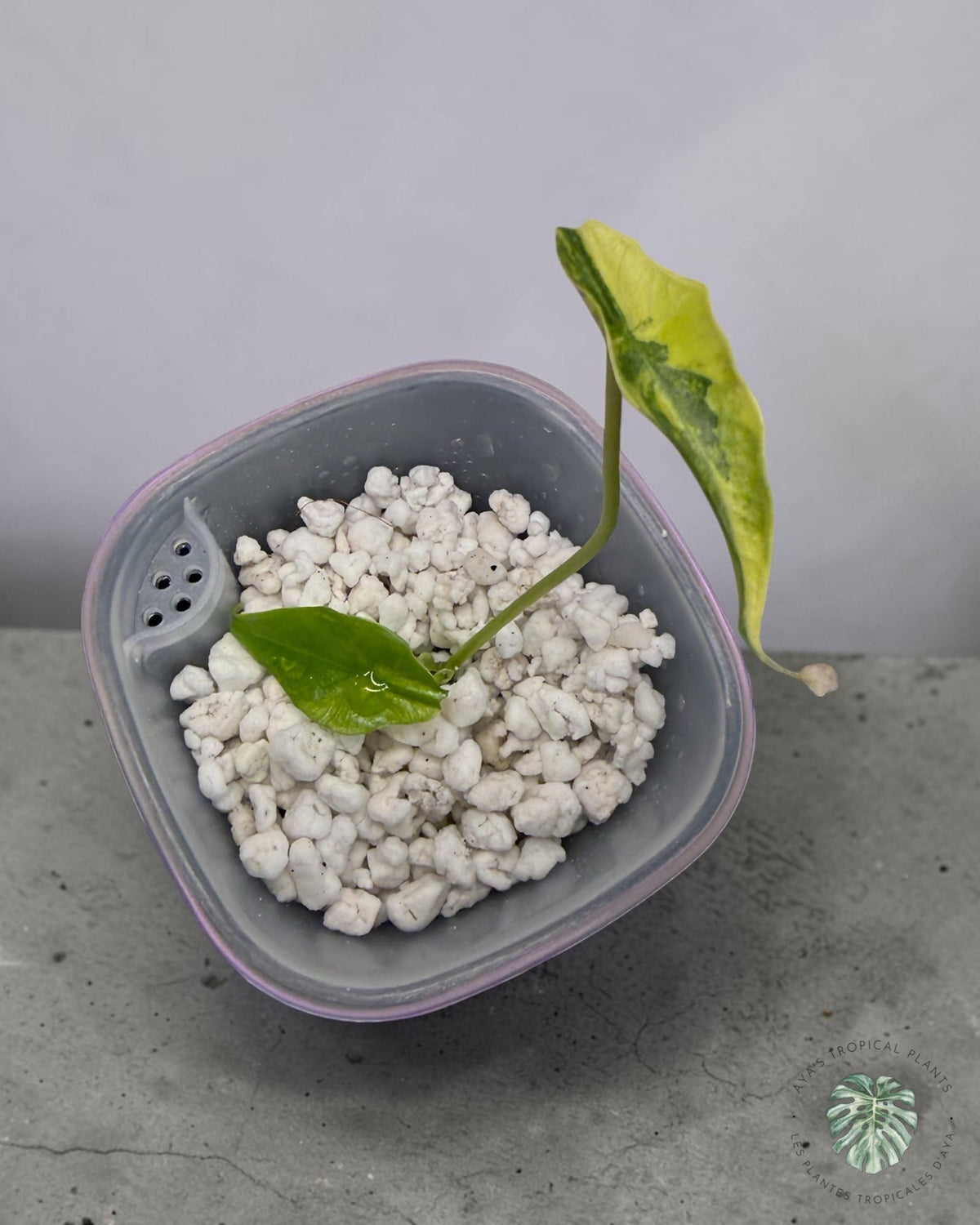 Alocasia Simpo Aurea Variégata