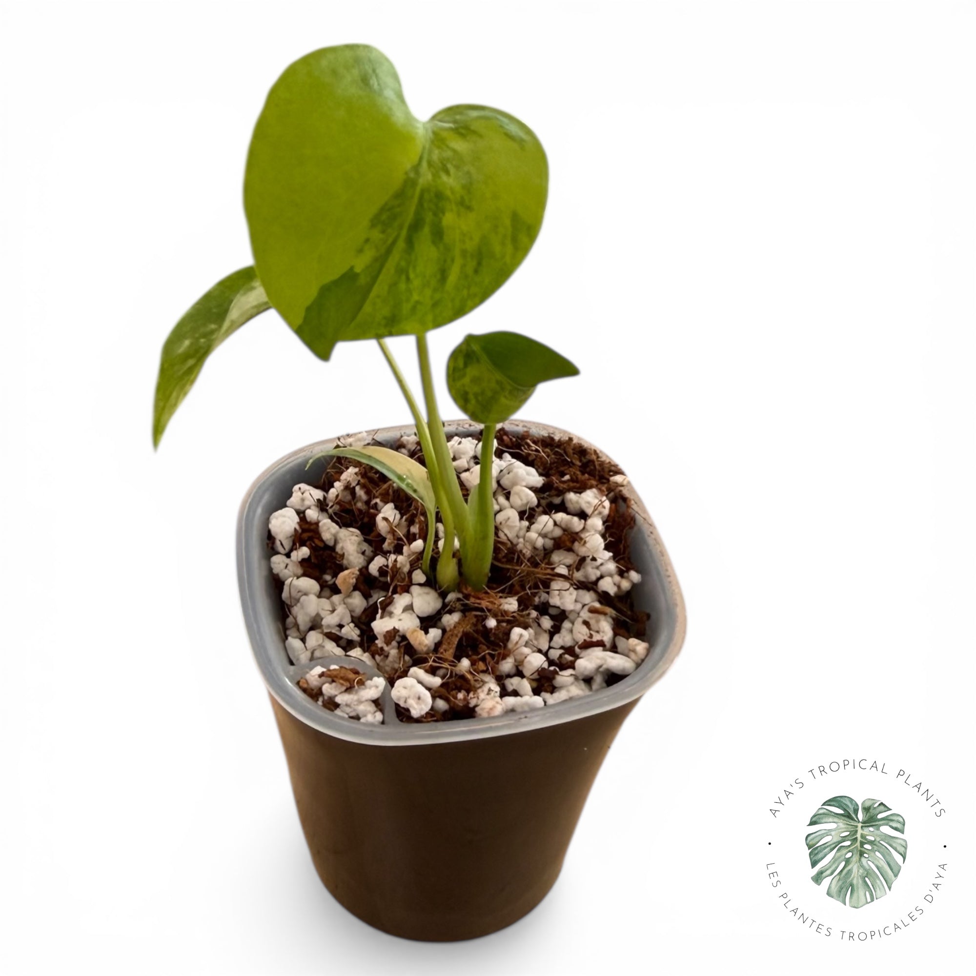 Monstera Aurea Variegated