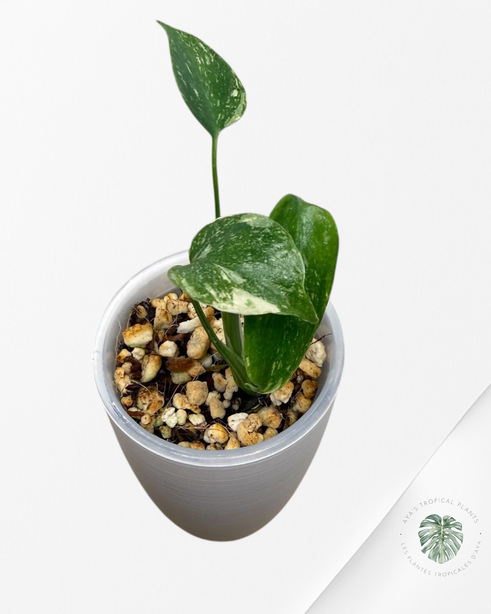 Monstera Thai Constellation Creme Brûlée