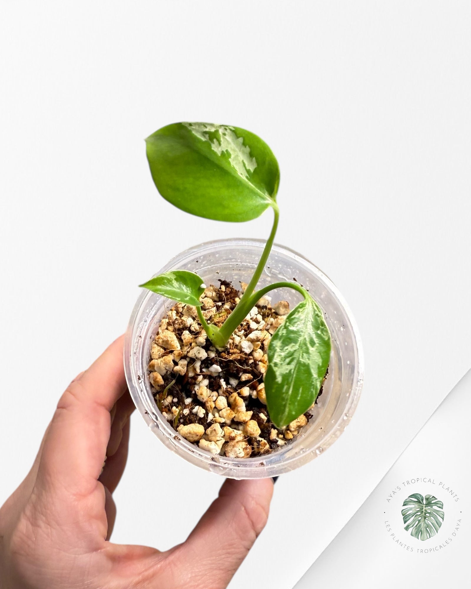 Monstera Deliciosa Bulbasaur |Rare TC Plant | Aya's Tropical Plants