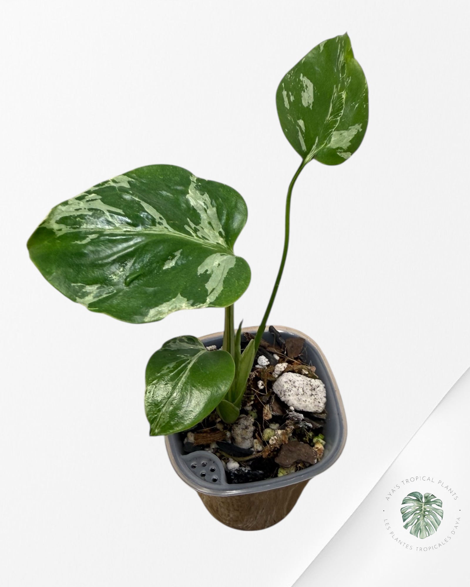 Monstera Deliciosa Bulbasaur