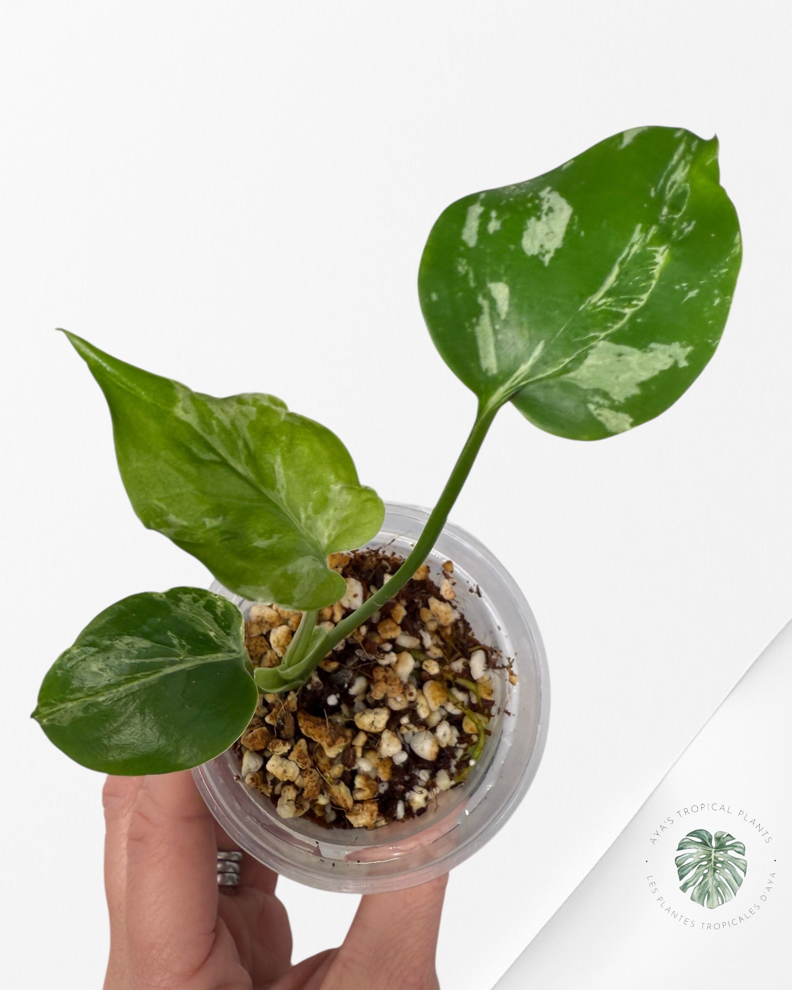 Tissue-culture plant with variegation