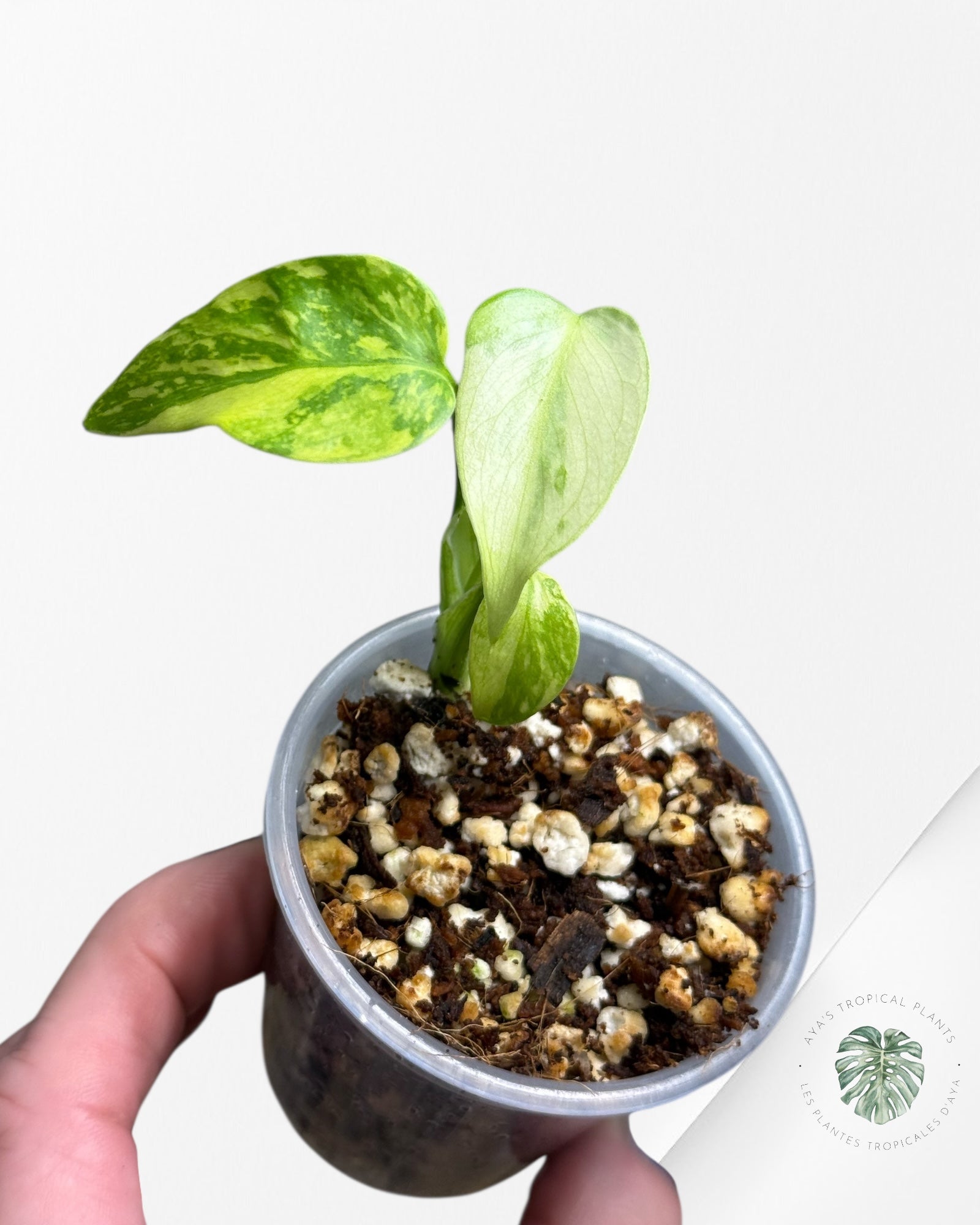 Monstera Deliciosa Electrolyte |Rare TC Plant | Aya's Tropical Plants