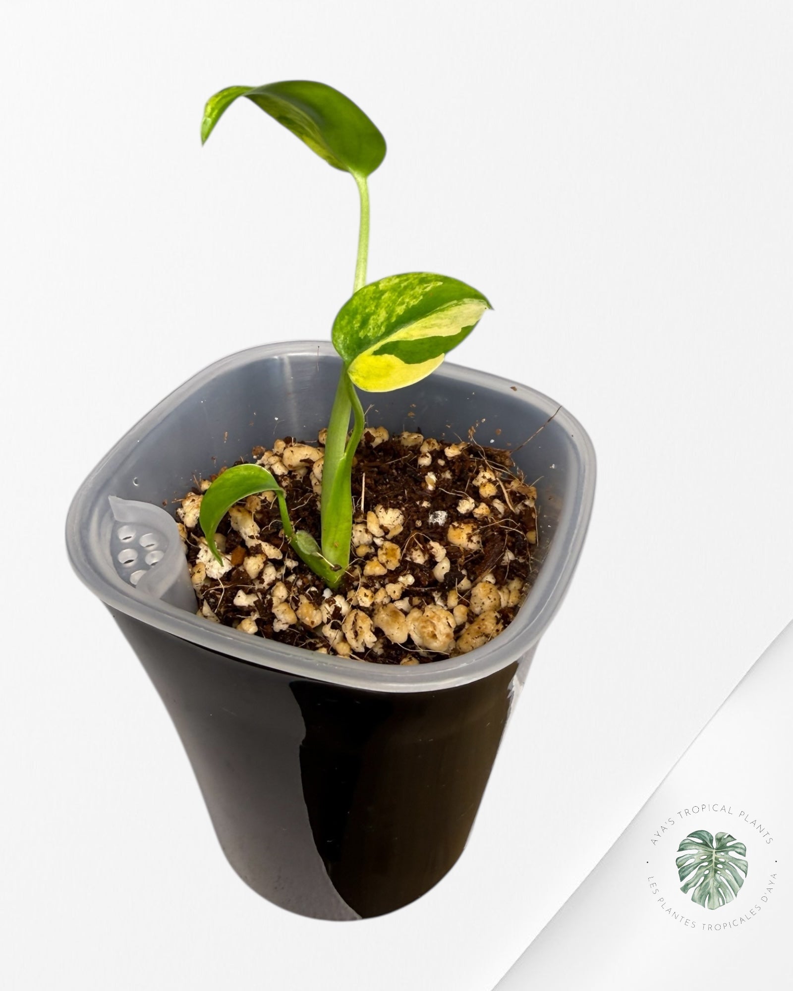 Monstera Deliciosa 'Yellow Marilyn'