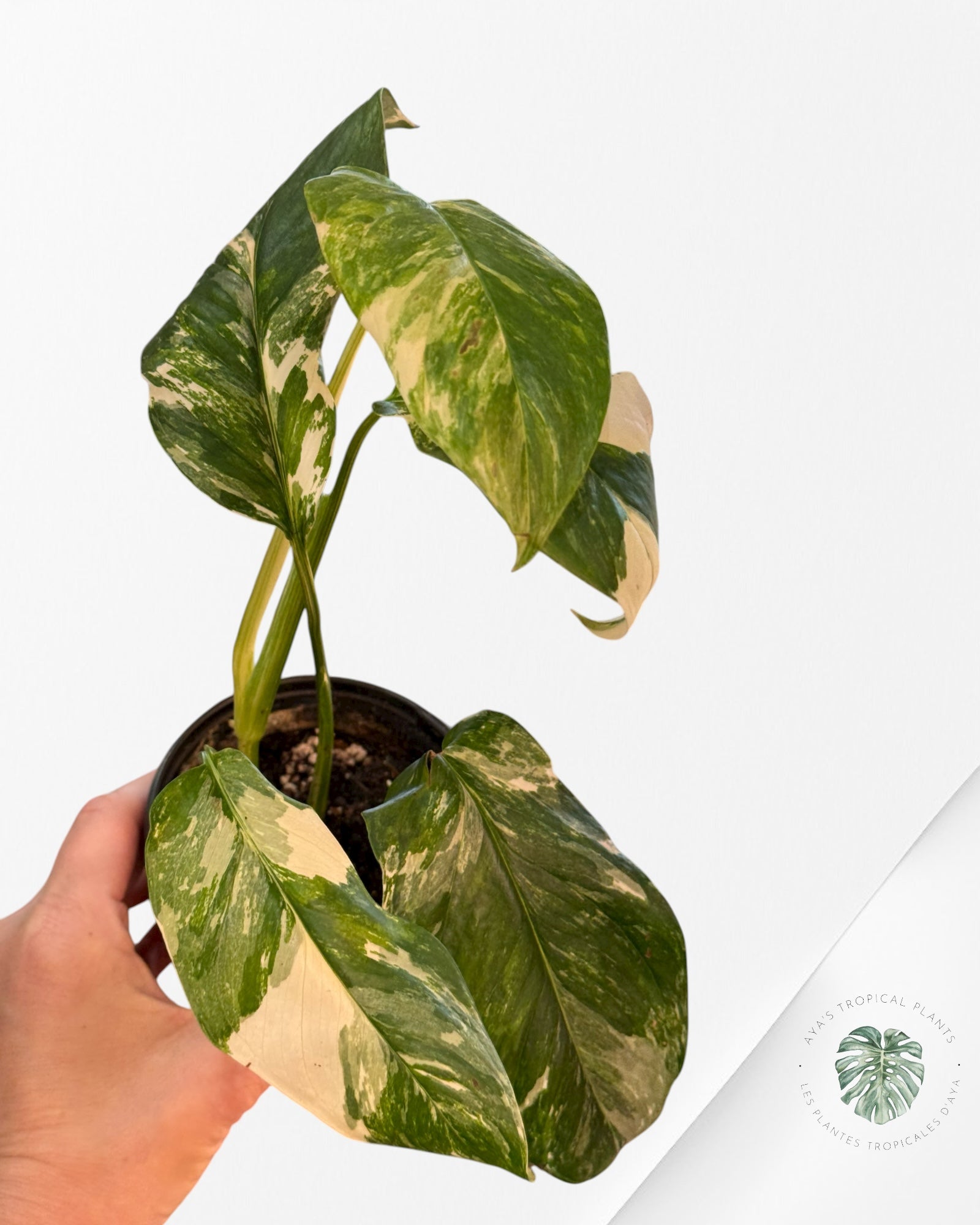 Monstera Lechleriana Variegated | Rare Aroid | Aya’s tropical plants