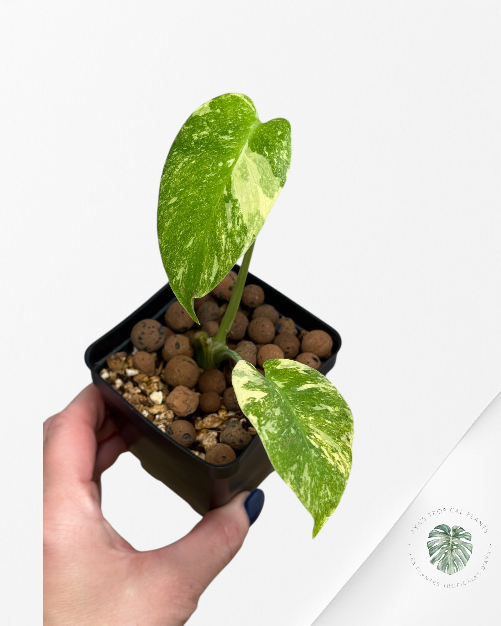 Monstera Legacy | Rare Aroid  Plant | Aya's Tropical Plants