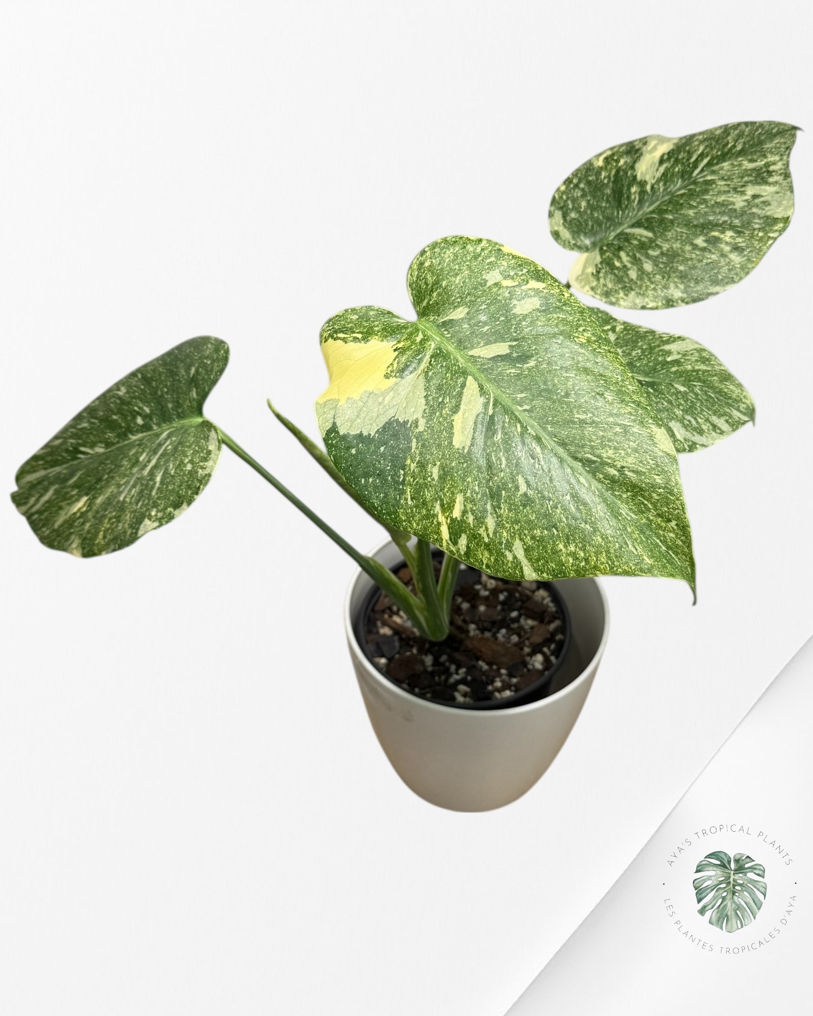 Monstera Legacy | Rare Aroid | Aya's Tropical Plants