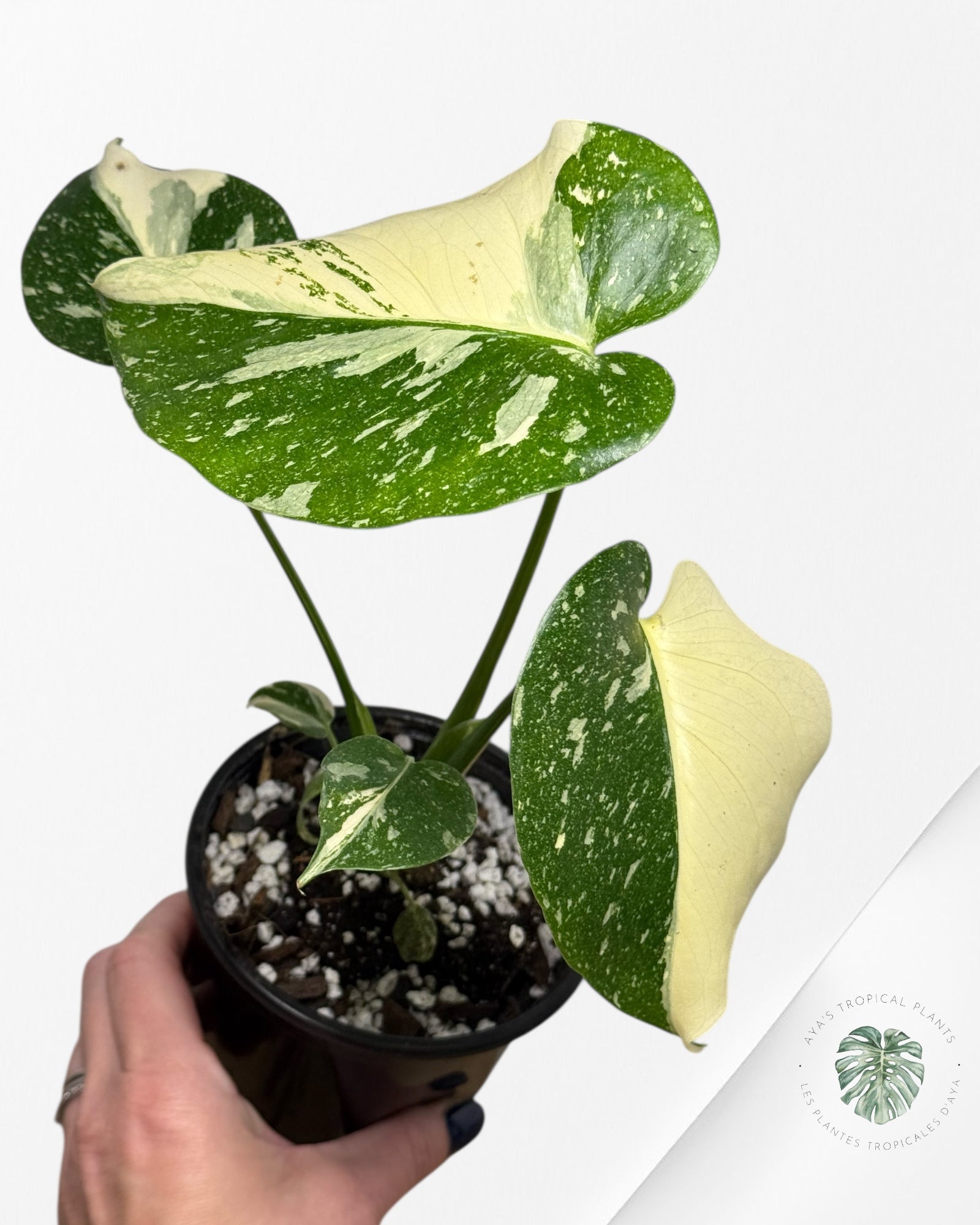 Constellation Monstera Thaï | Aroïde | La plante tropicale d'Aya