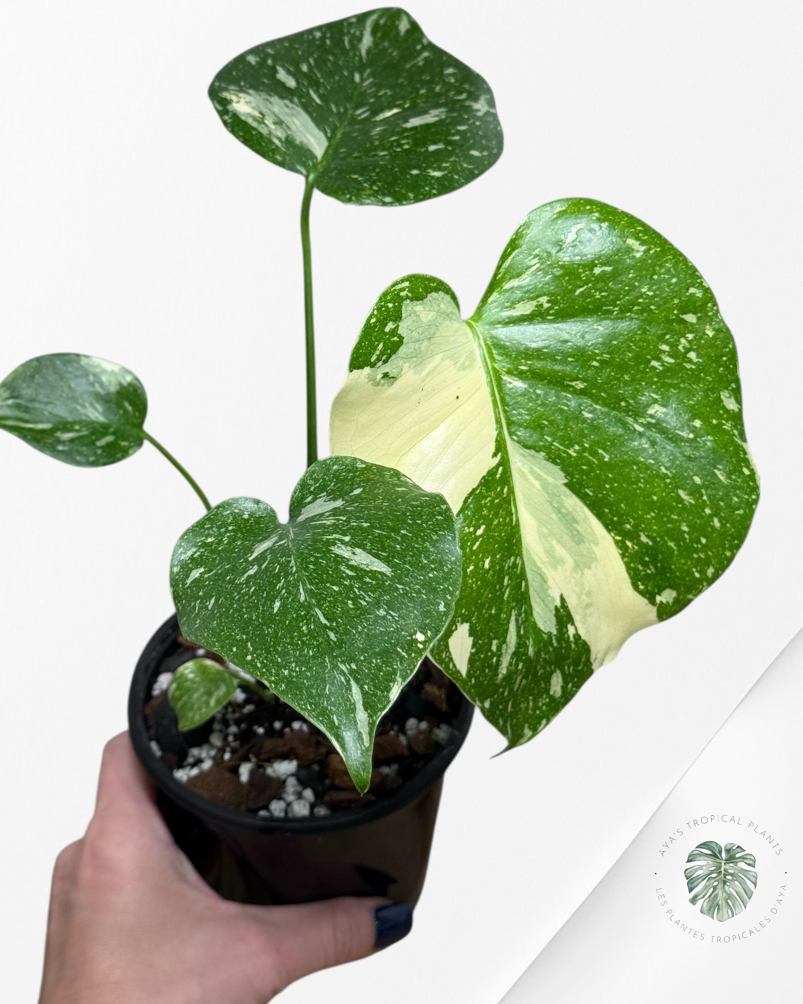 Constellation Monstera Thaï | Aroïde | La plante tropicale d'Aya