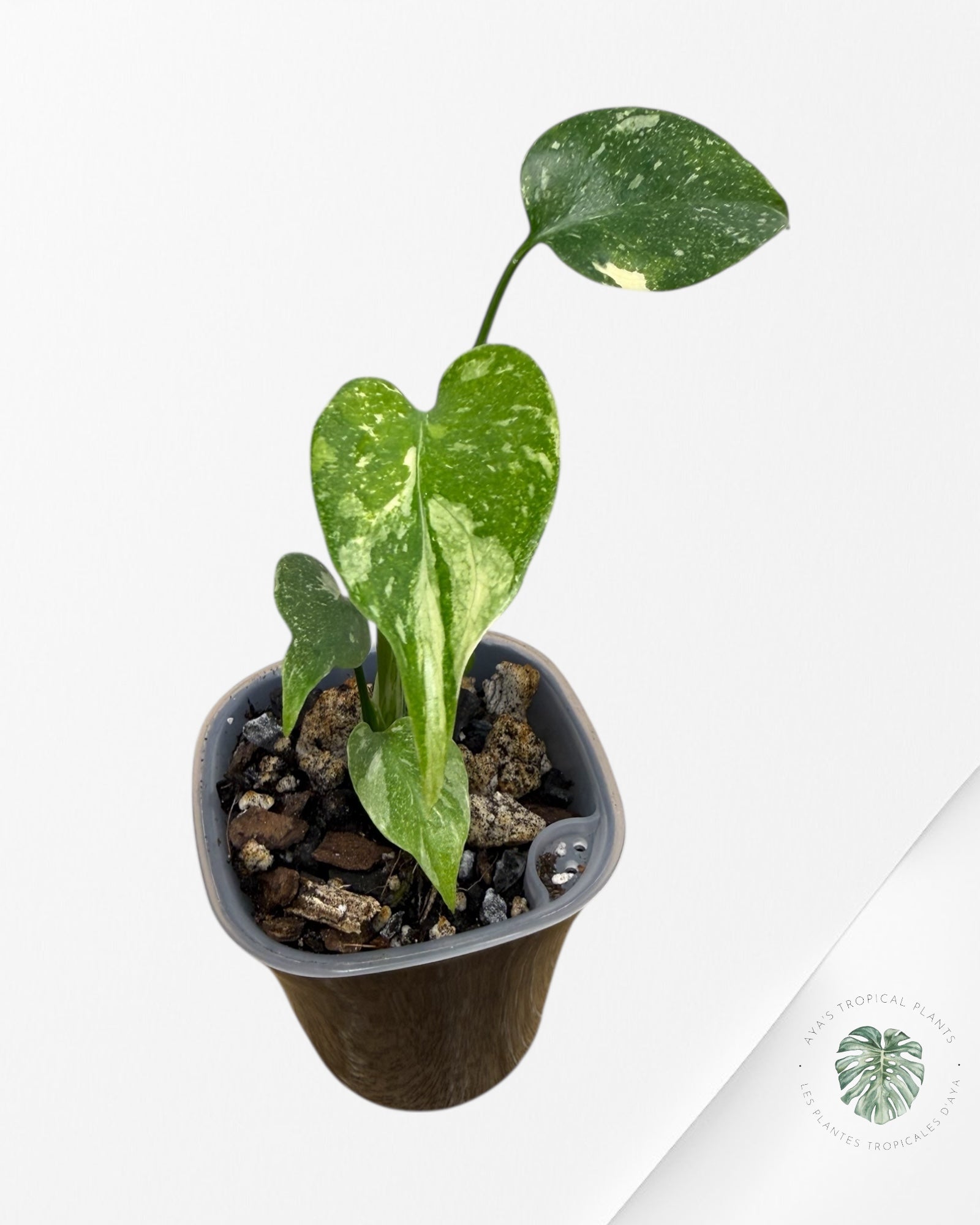 Monstera Thai Constellation Creme Brûlée