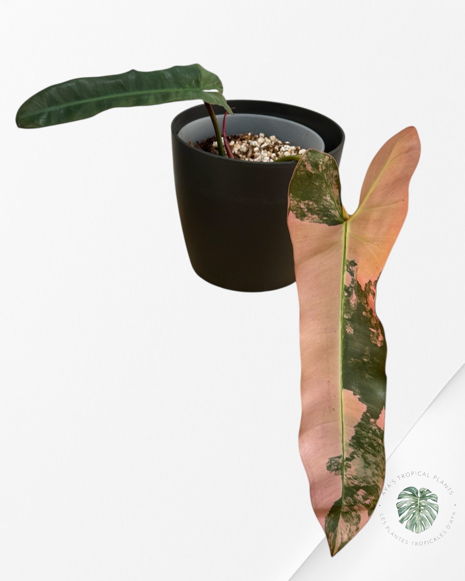 Philodendron Atabapoense Pink Variegated | Rare Aroid Plant | Aya's Tropical Plants