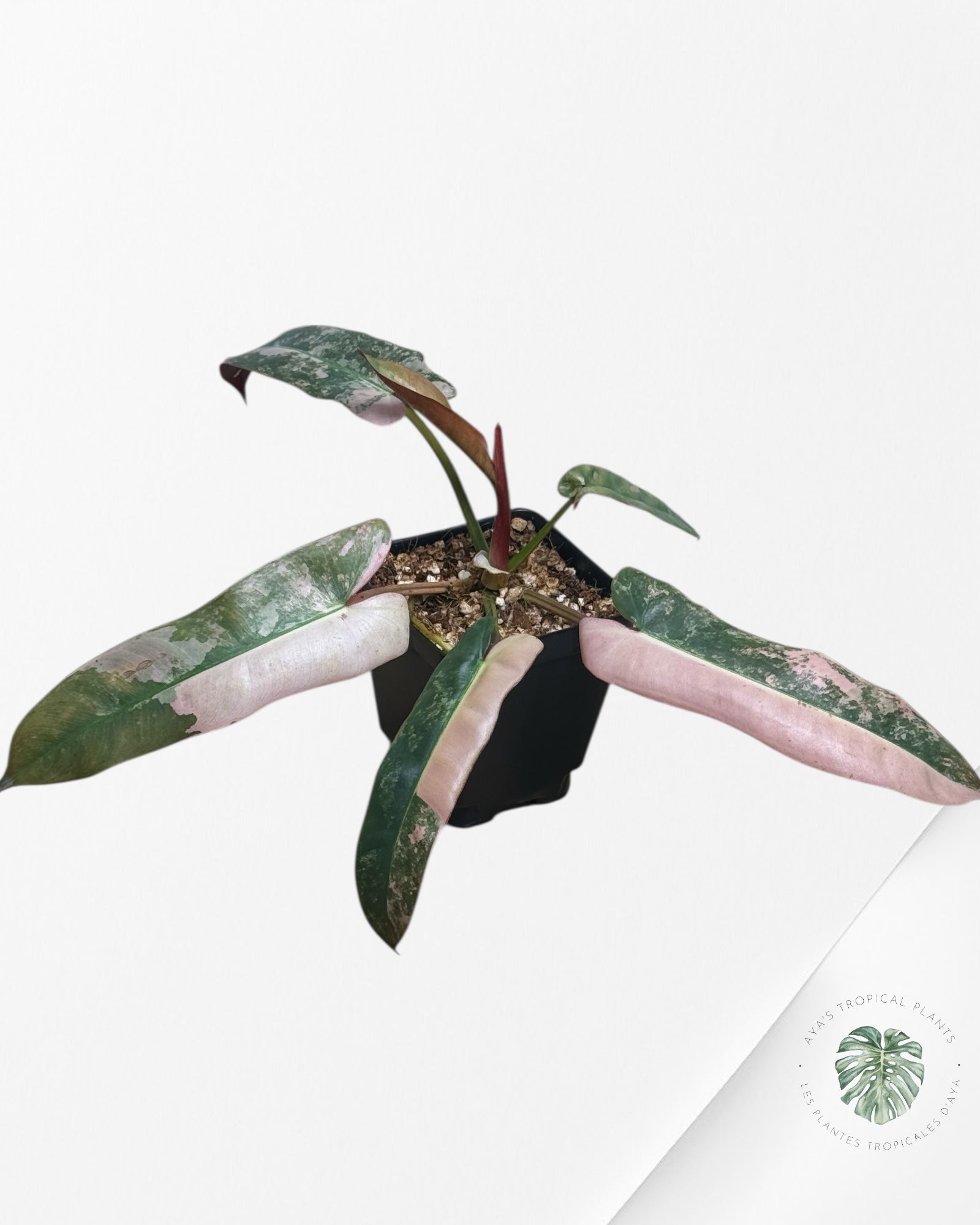 Philodendron Atabapoense Pink Variegated 