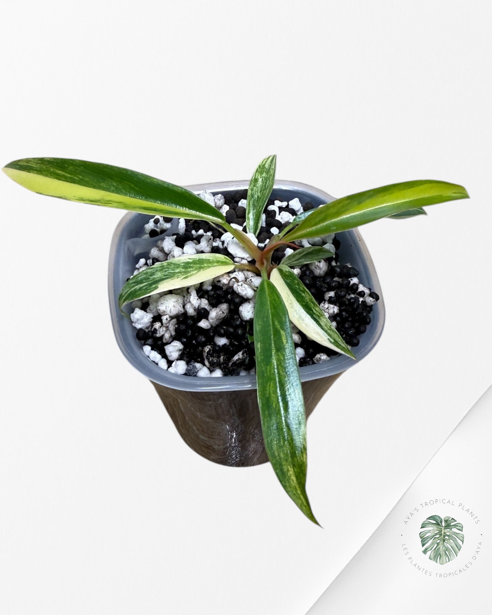 Philodendron Caramel Marble