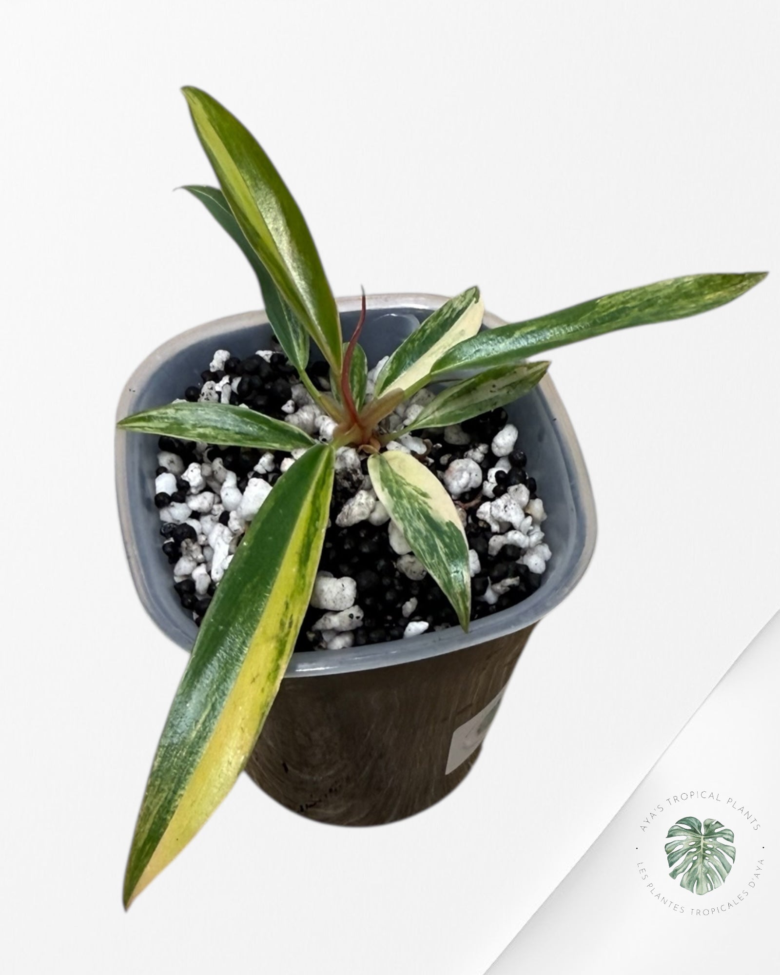 Philodendron Caramel Marble