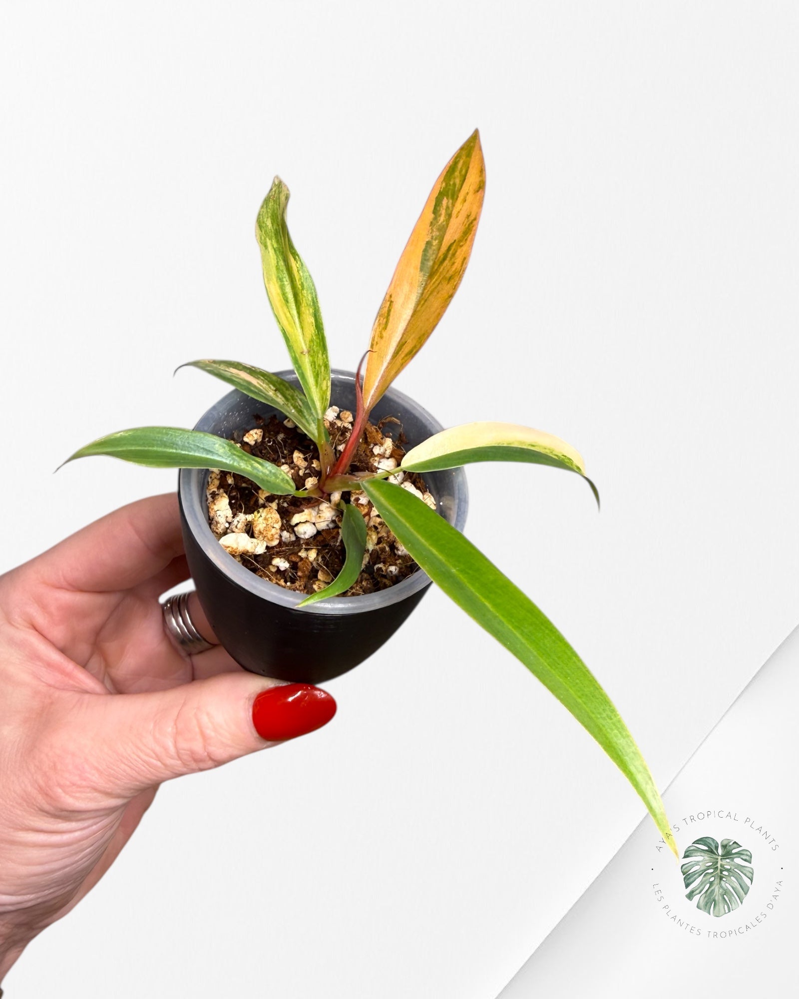 Philodendron Caramel Marble