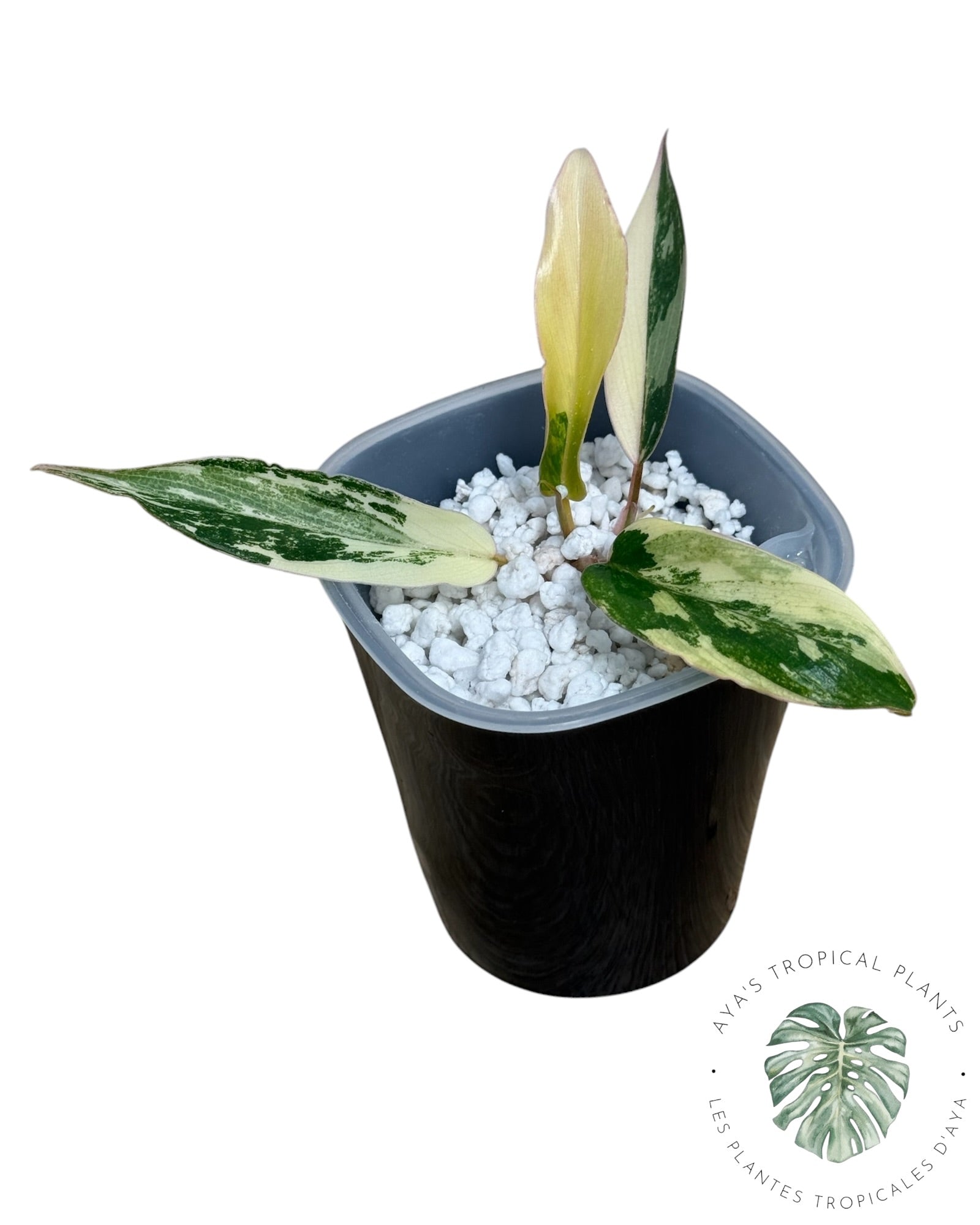 Philodendron Florida Beauty x Tortum