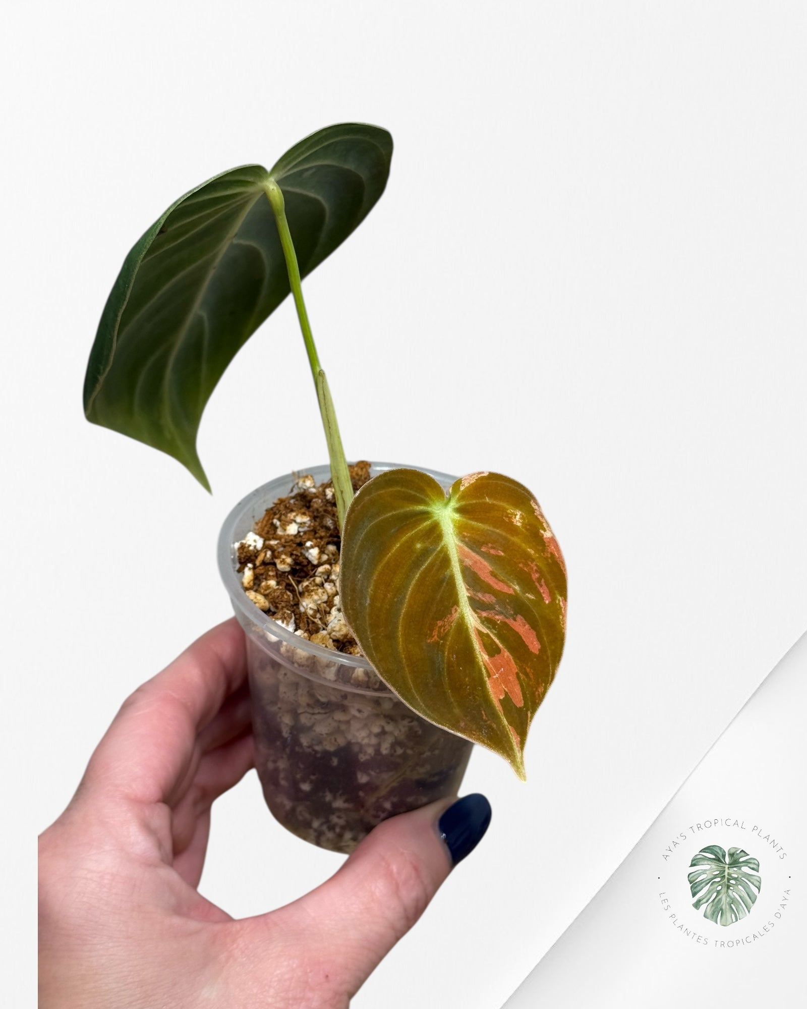 Philodendron Melanochrysum Variegated | Rare Aroid Plant| Aya’s Tropical Plants