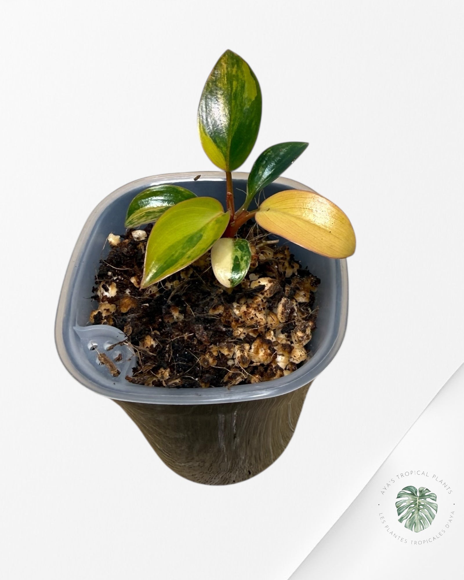 Philodendron rouge du Congo | Plante rare cultivée en culture tropicale | Plantes tropicales d'Aya