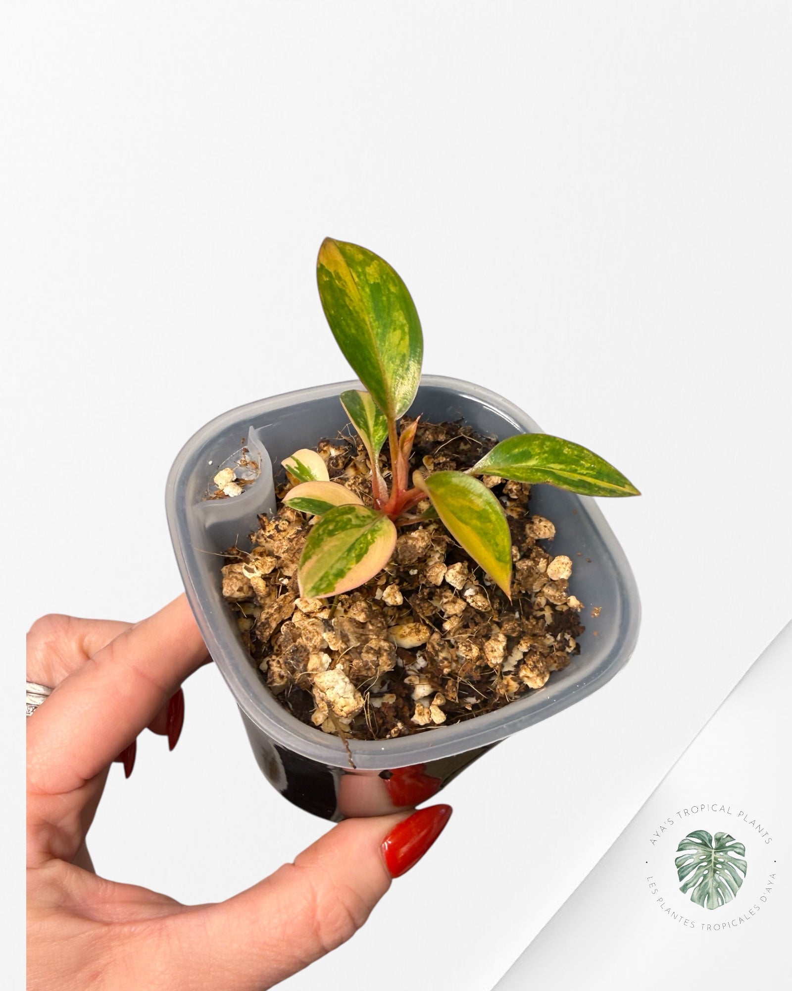 Philodendron Red Congo Variegated