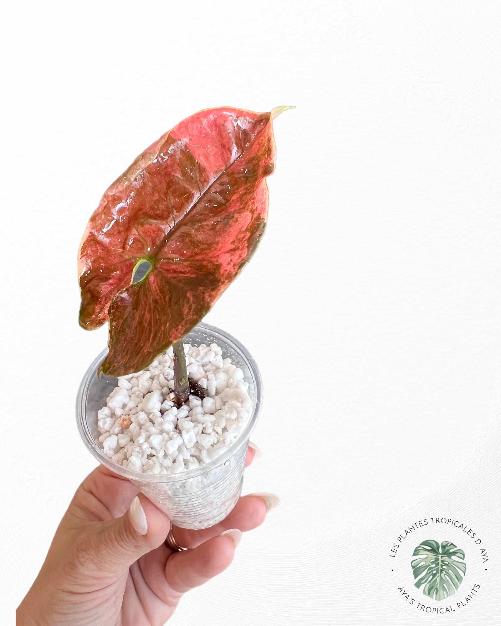 Syngonium Strawberry Ice Galaxy