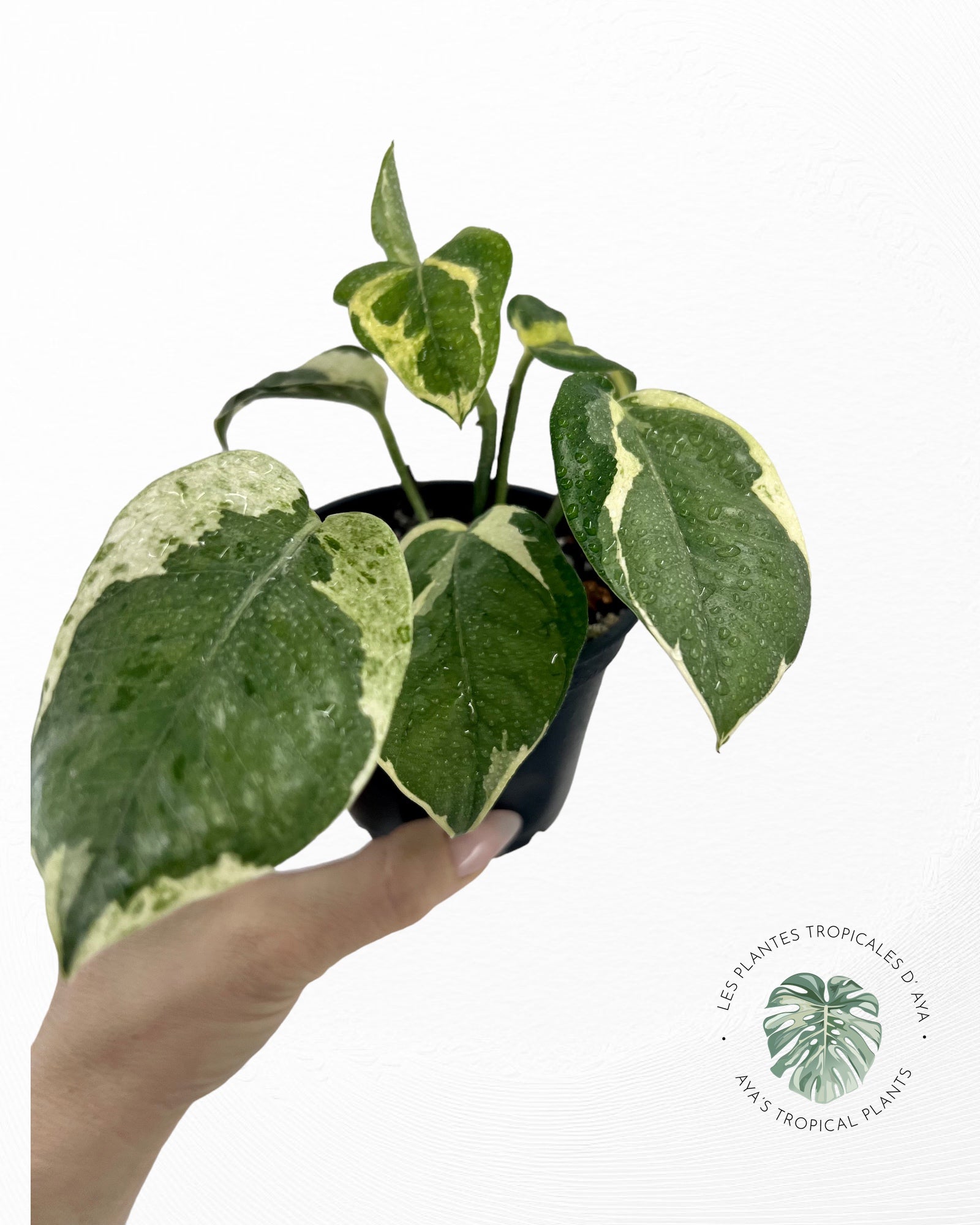 Pothos Pearl and Jade-3