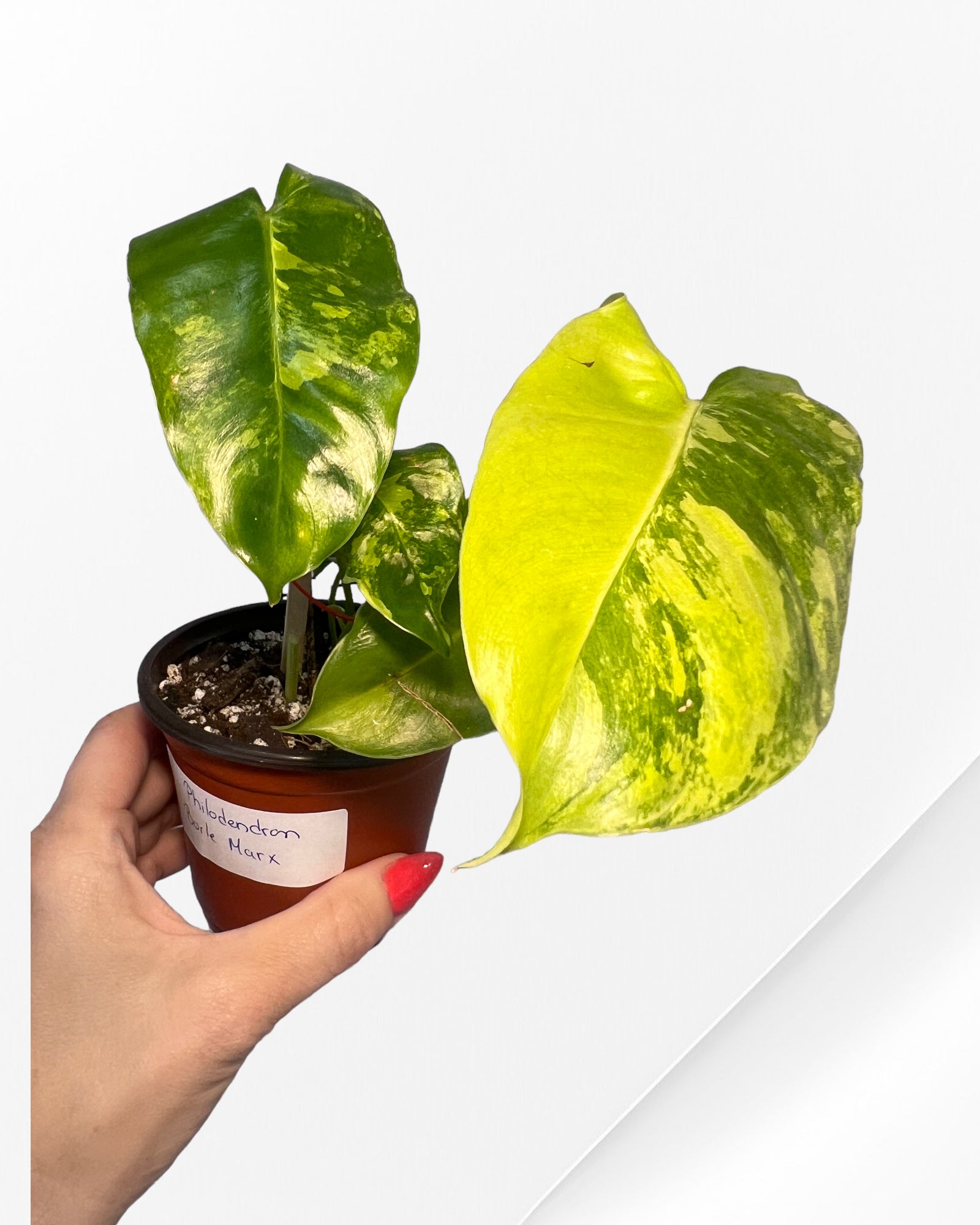 Philodendron Burle Marx Variagated-PO17