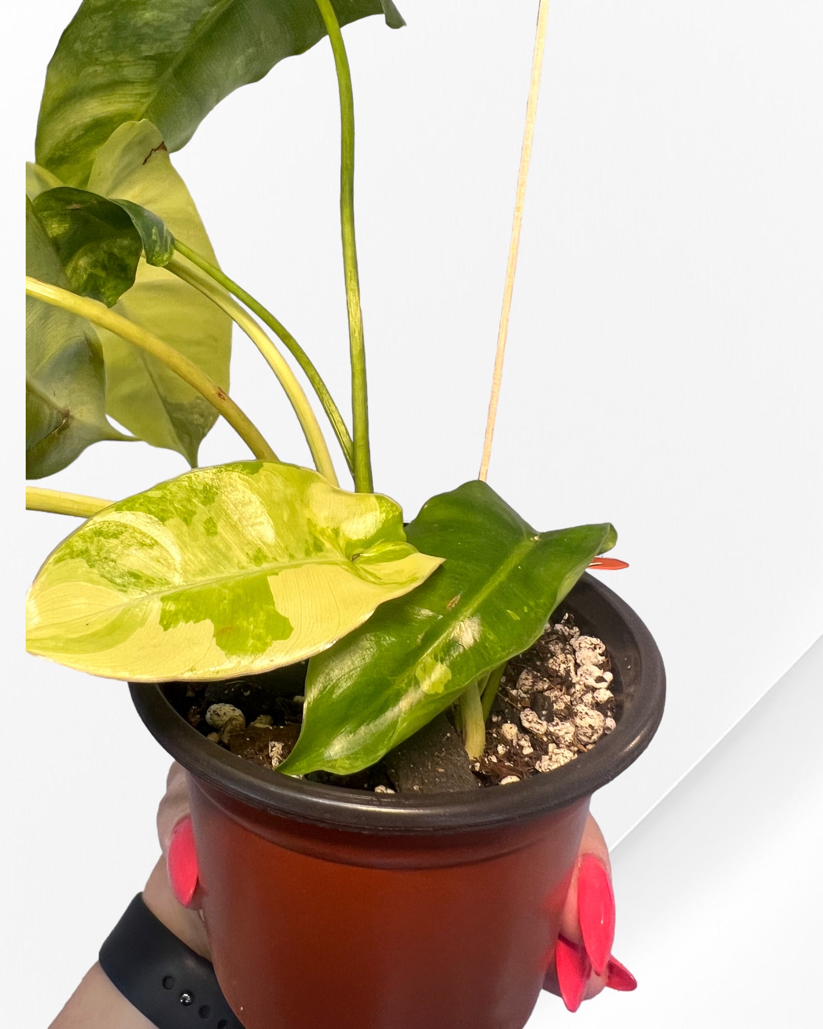 Philodendron Burle Marx Variagated-PO17