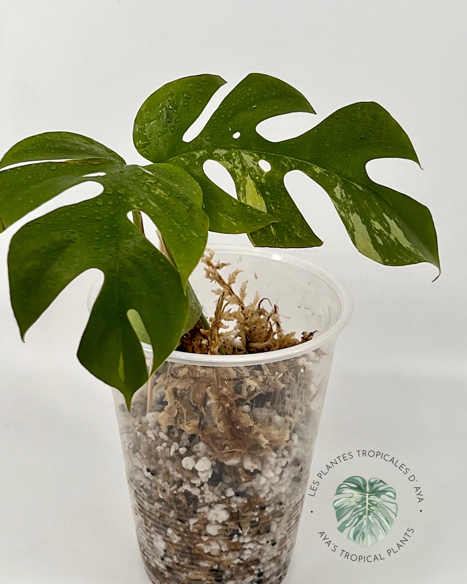 即日出荷可 Raphidophora Tetrasperma Var Paragon | erational.com