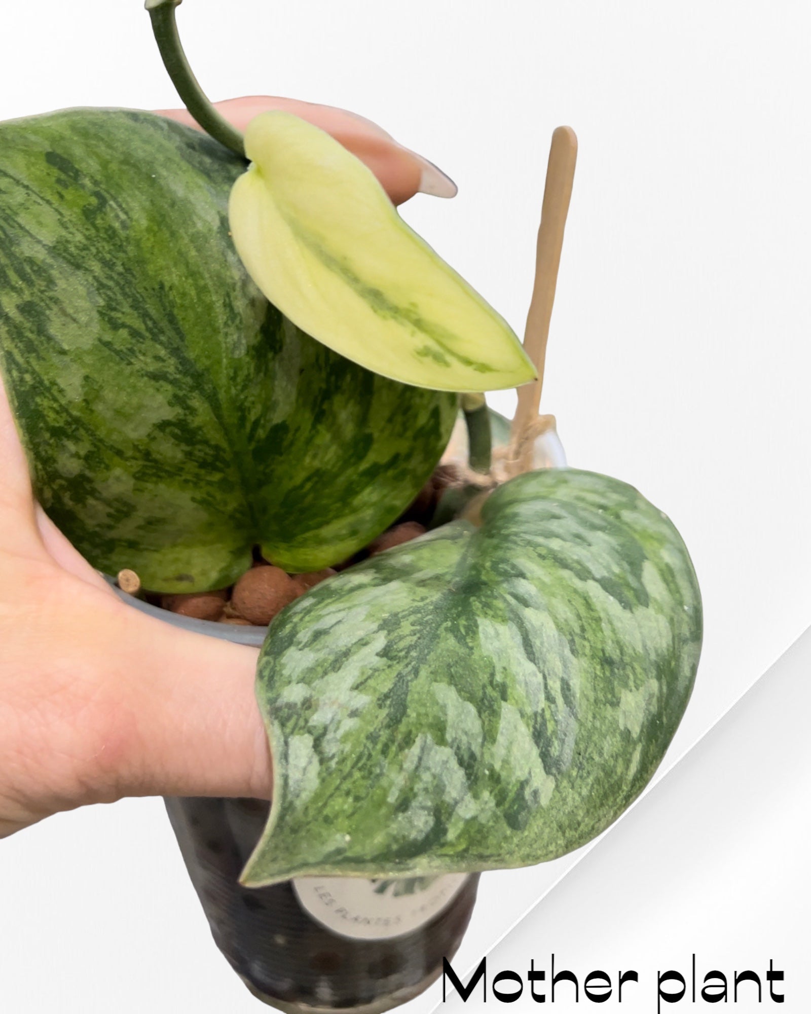SCINDAPSUS 'HOLOGRAMME' 6