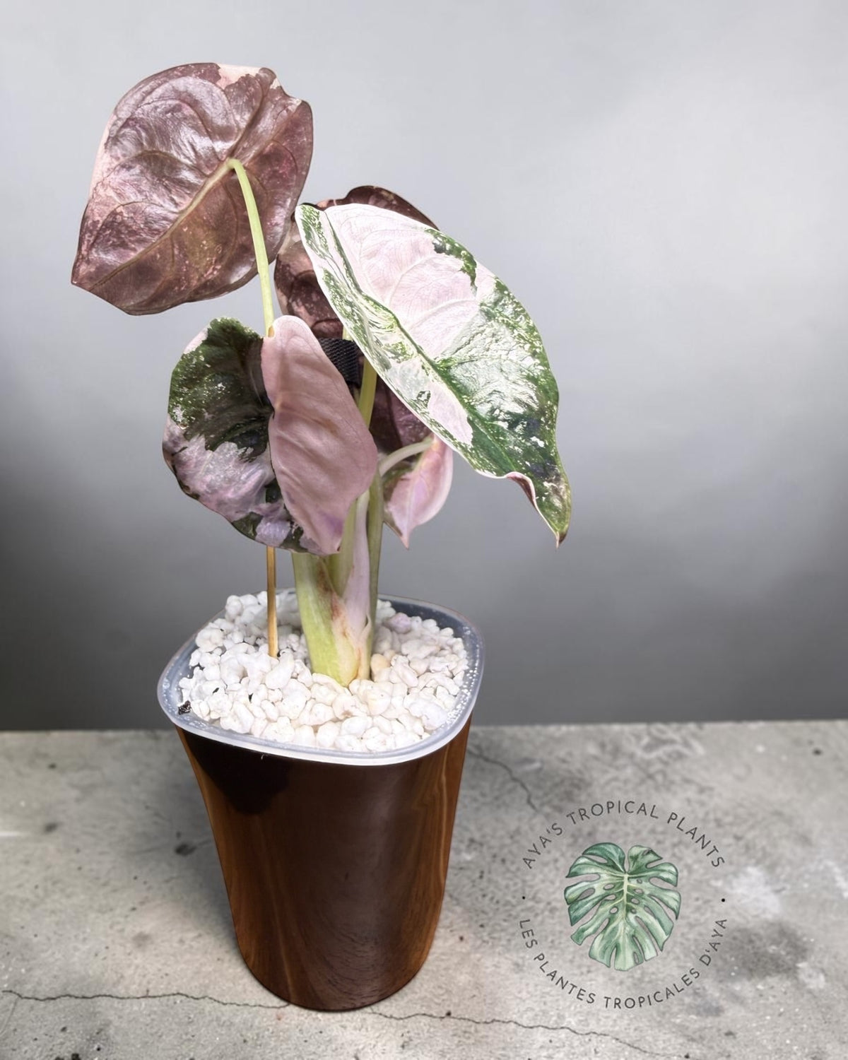 Alocasia Cuprea Pink Albo Variegated