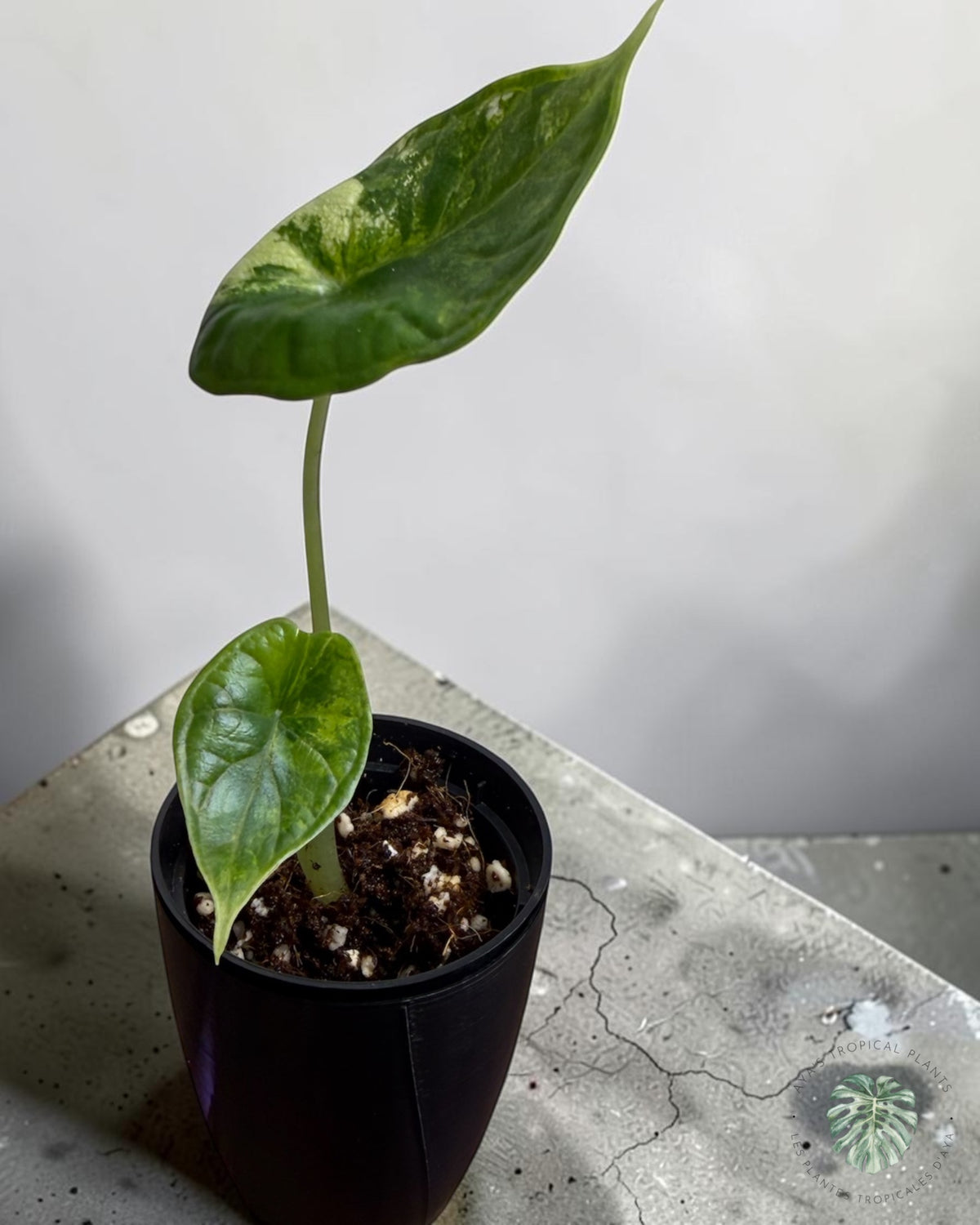 Alocasia Dragon Scale Aurea