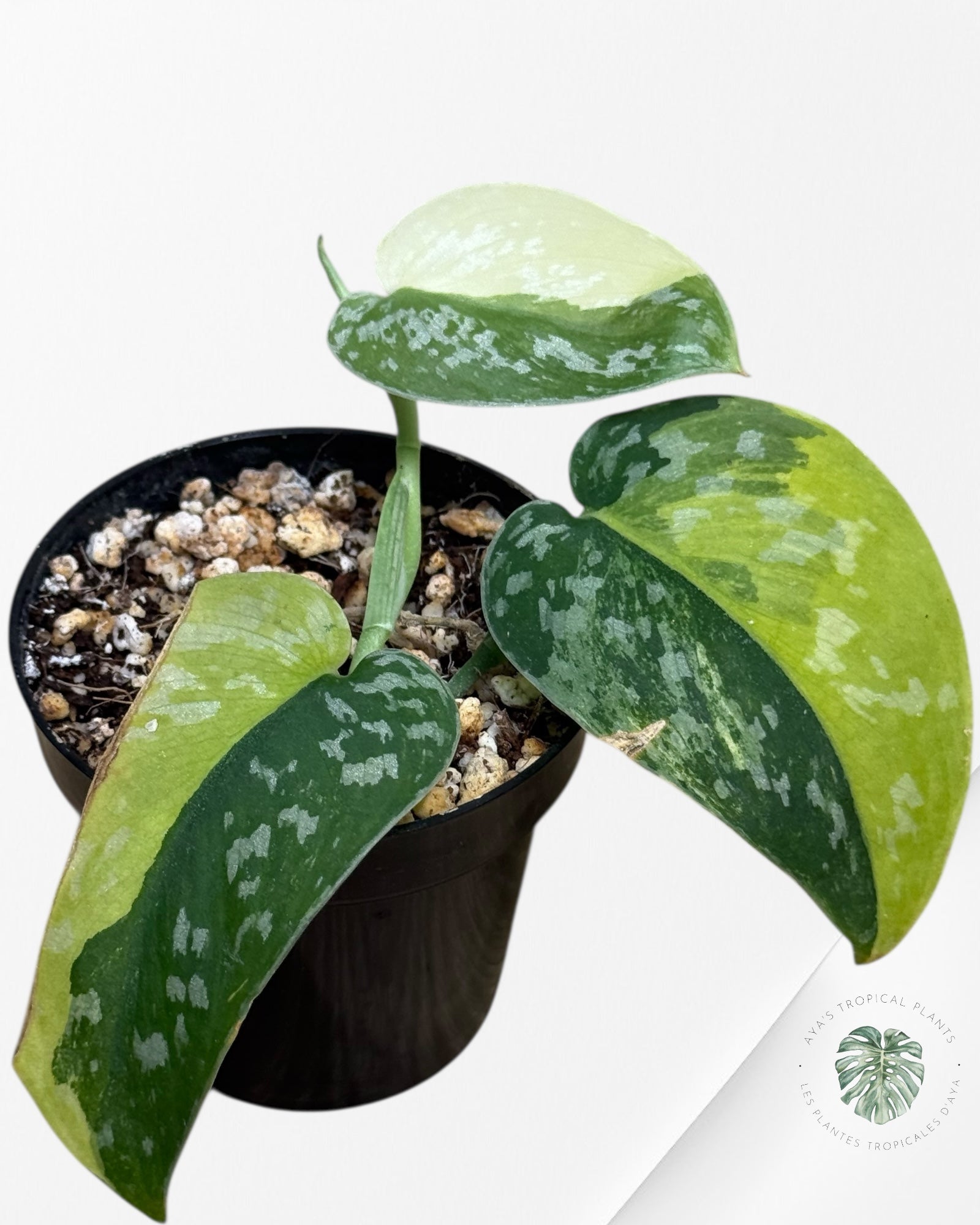 Scindapsus Argyrus Fantasy -617