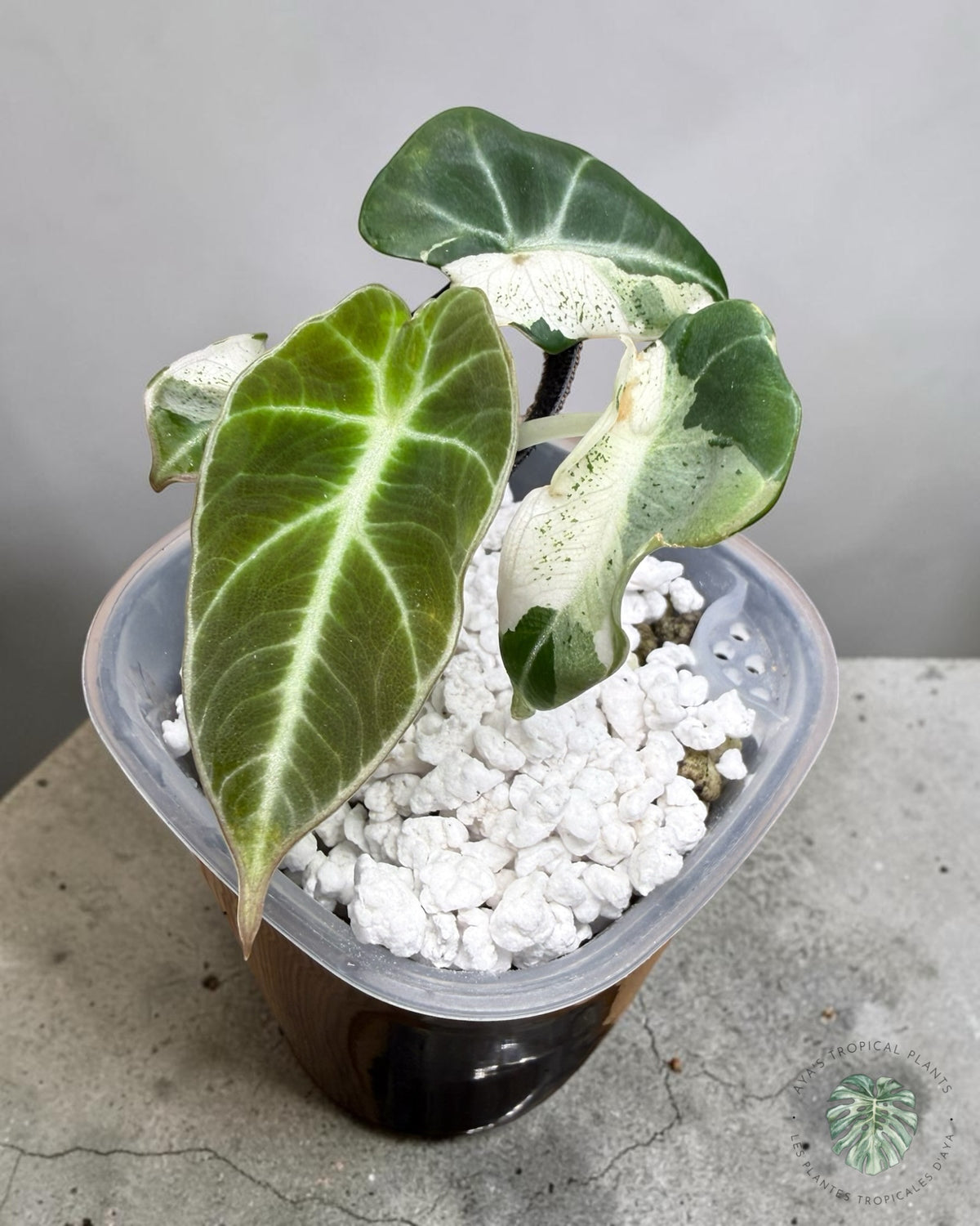Alocasia Black Velvet Pink Snowflake Variegated with velvety leaves and creamy-white speckled sectors