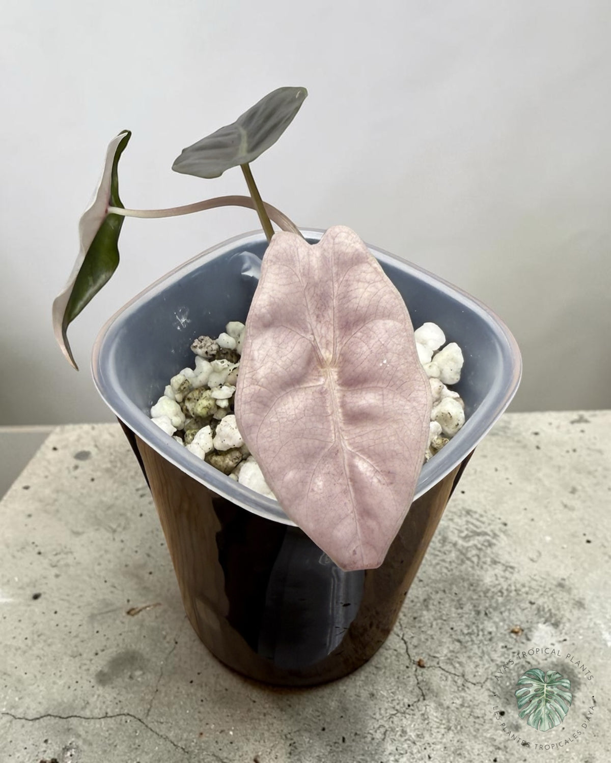 Alocasia Chantrieri Pink Variegated seen from above, an almost fully blush-pink leaf with fine veining
