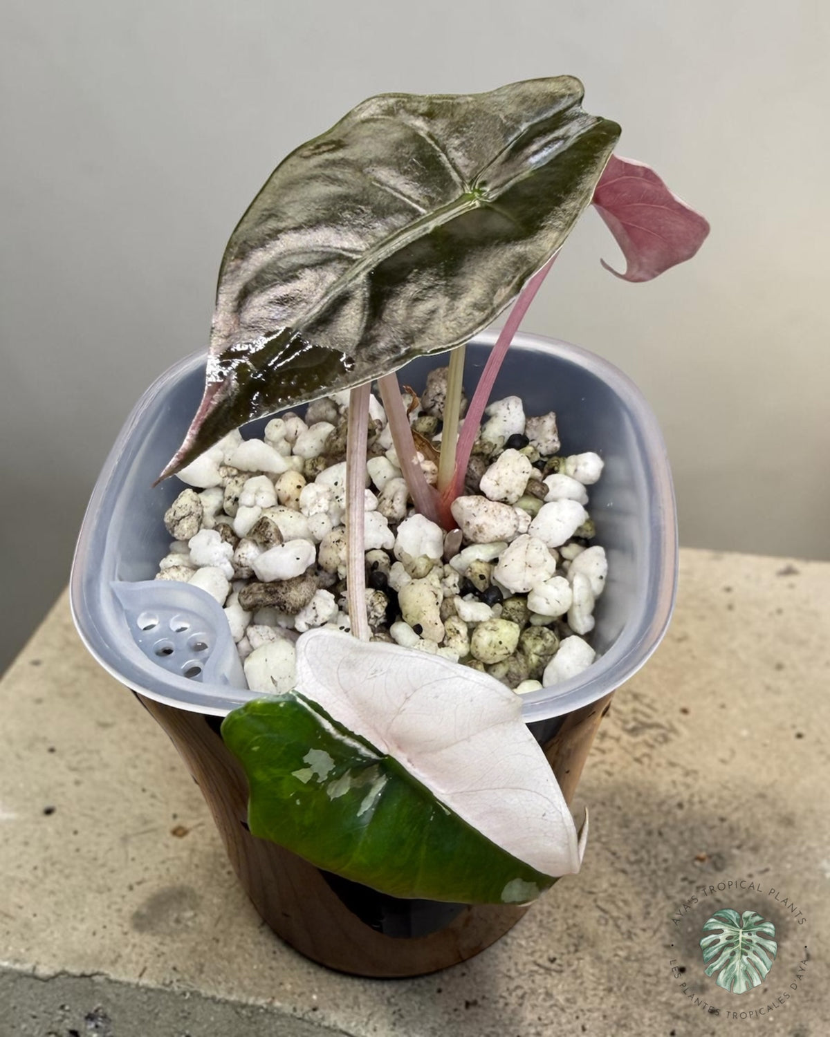 Alocasia Chantrieri Pink Variegated, young plant with glossy bronze-green, pink and half-pink leaves in a pot